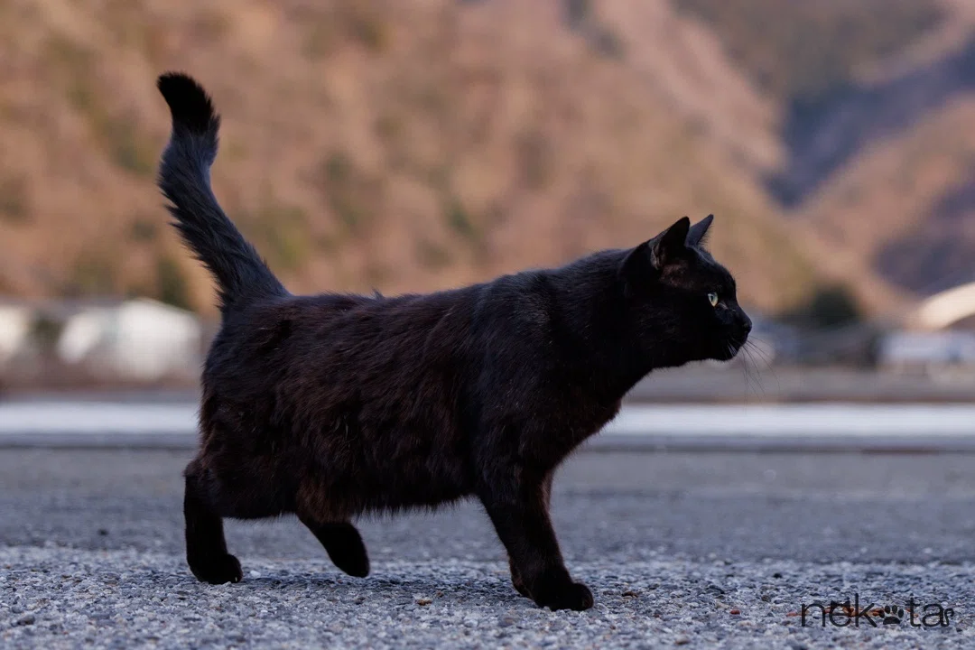 黒猫ちゃんの撮り方｜猫写真家 猫田晃広（Akihiro Nekota）