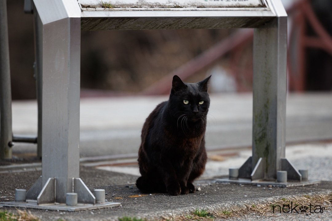 黒猫ちゃんの撮り方｜猫写真家 猫田晃広