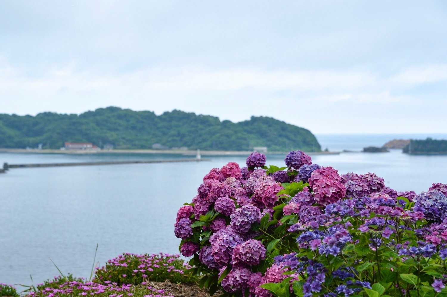 あじさいロード×シビックプライド！｜くらしアトリエ(地域と暮らしの発信）