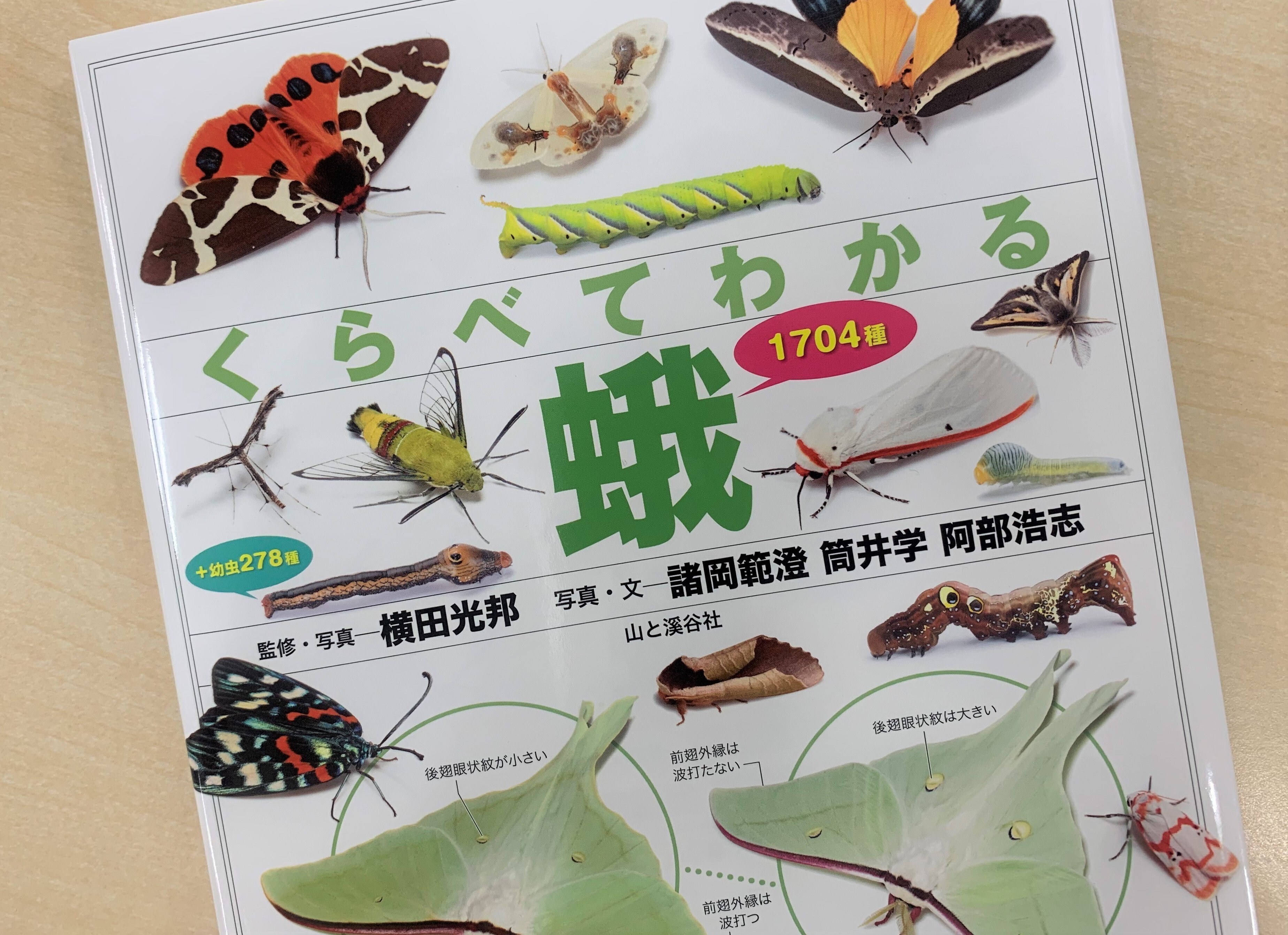 日々の蛾活の先につくったもの。「蛾」という大海に漕ぎ出す最初の1冊