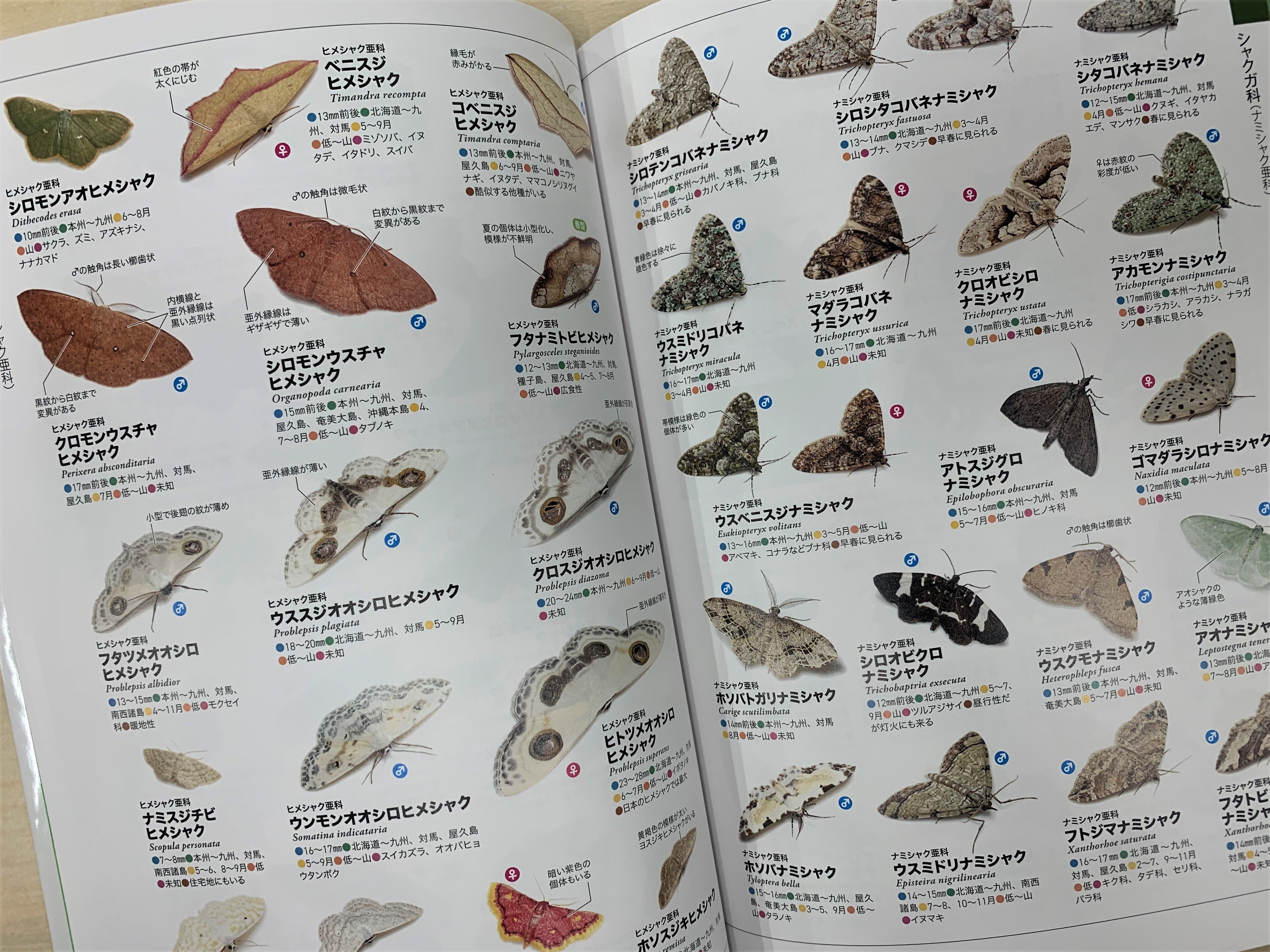 日々の蛾活の先につくったもの。「蛾」という大海に漕ぎ出す最初の1冊