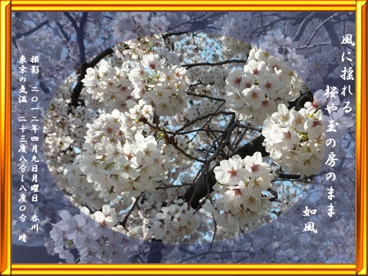 2012/04/09 風に揺れる桜や玉の房のまま 如風｜稲森如風