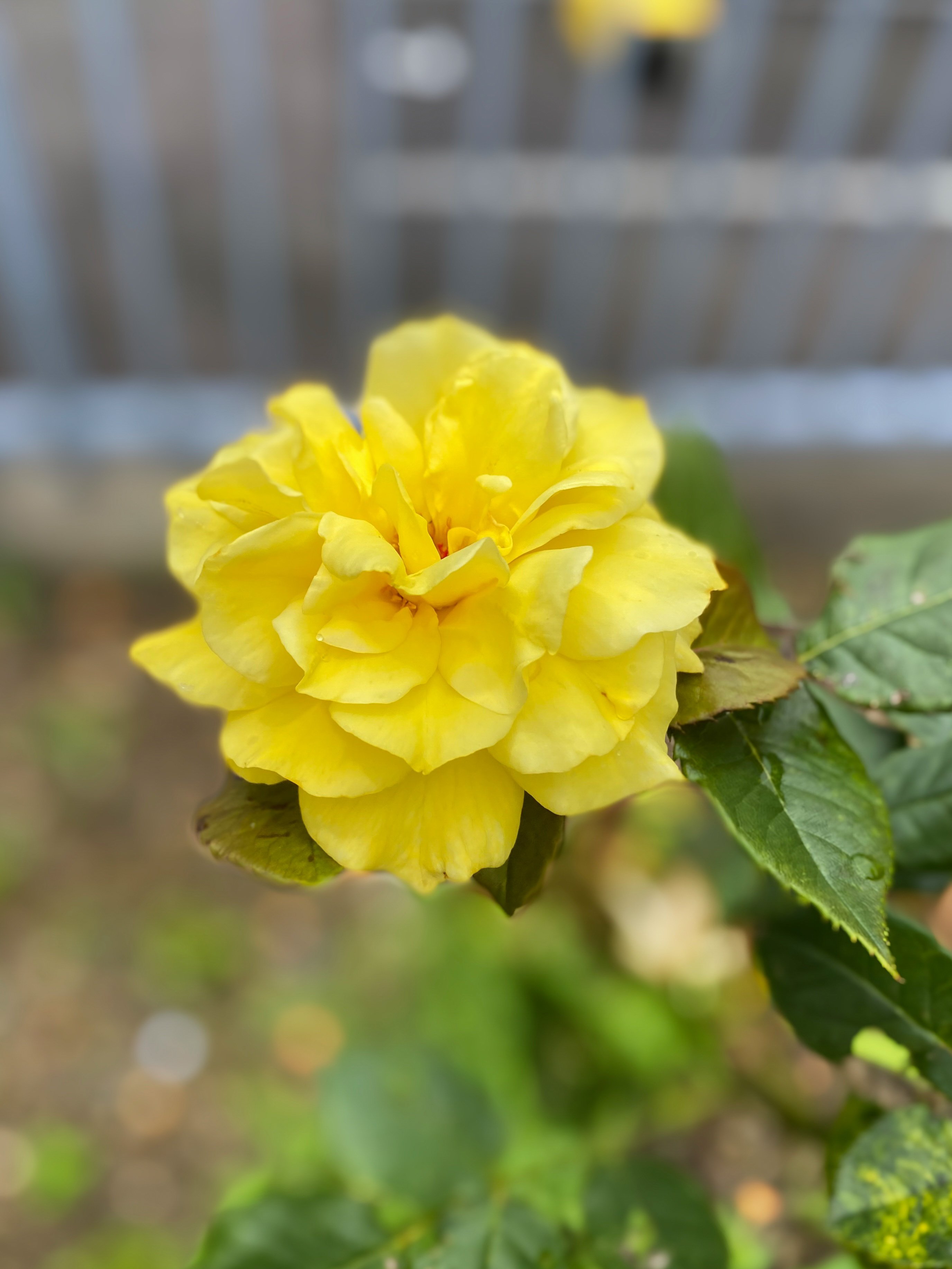 慈しみの花｜洋介