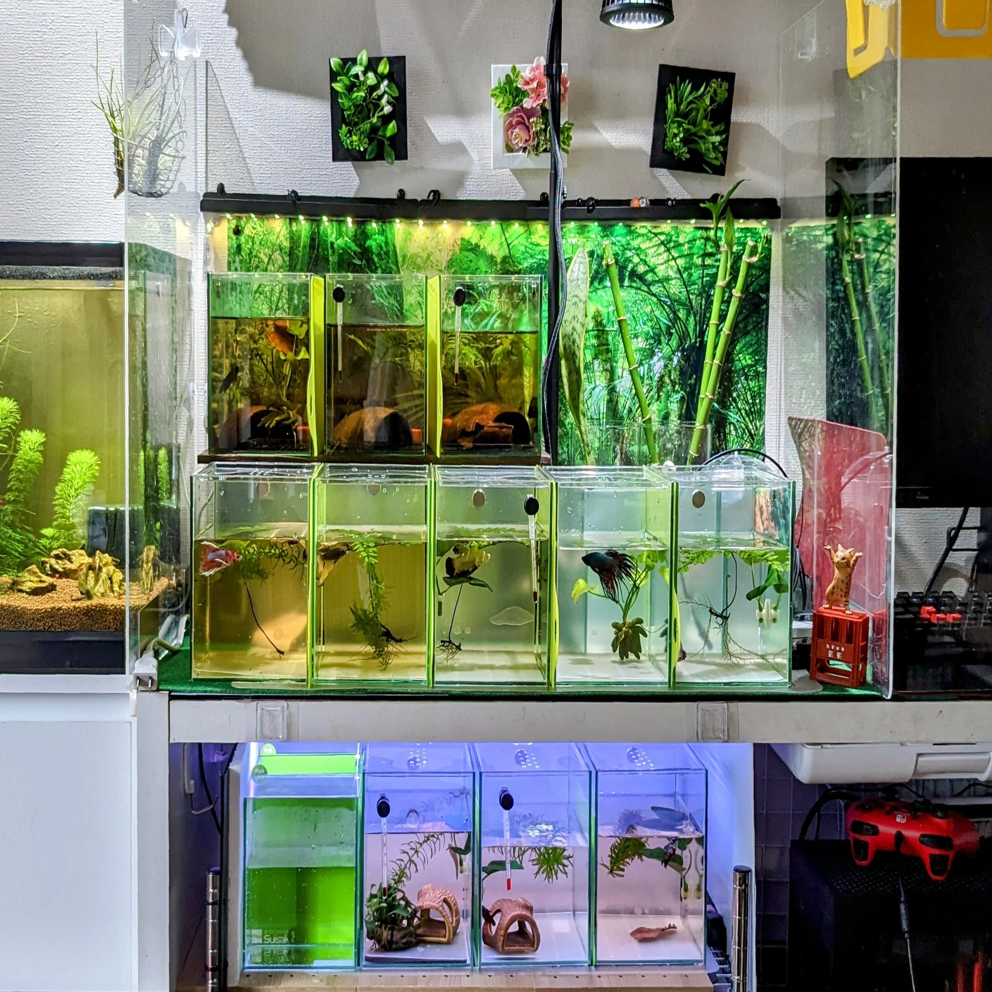 猫がいる家で魚を飼う～ベタのコレクションケースMの蓋の自作～｜きくみ