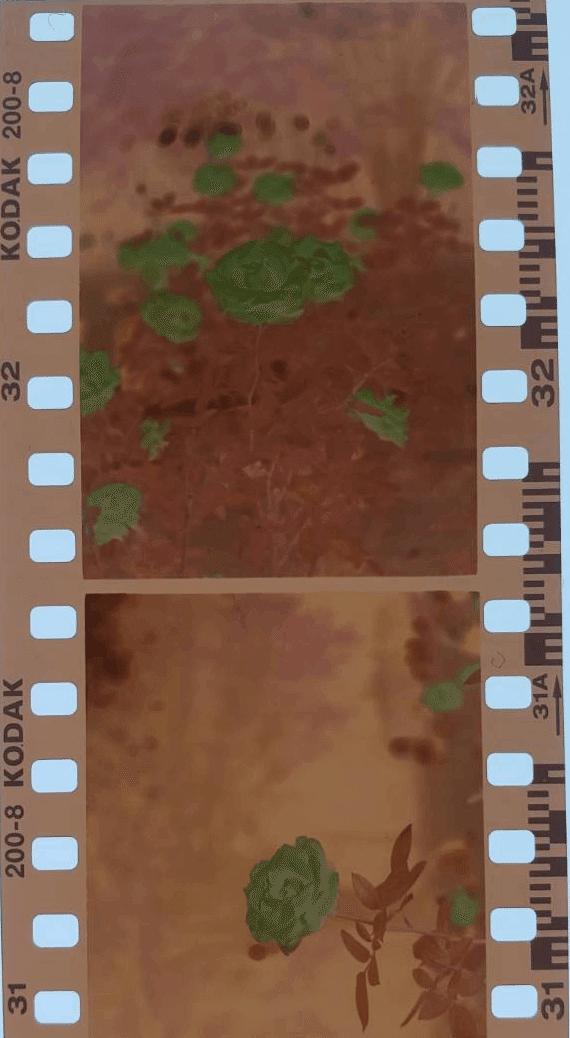 ネガフィルムxネガフィルム = ポジフィルム？？？｜Yoshimin📸(ライカ