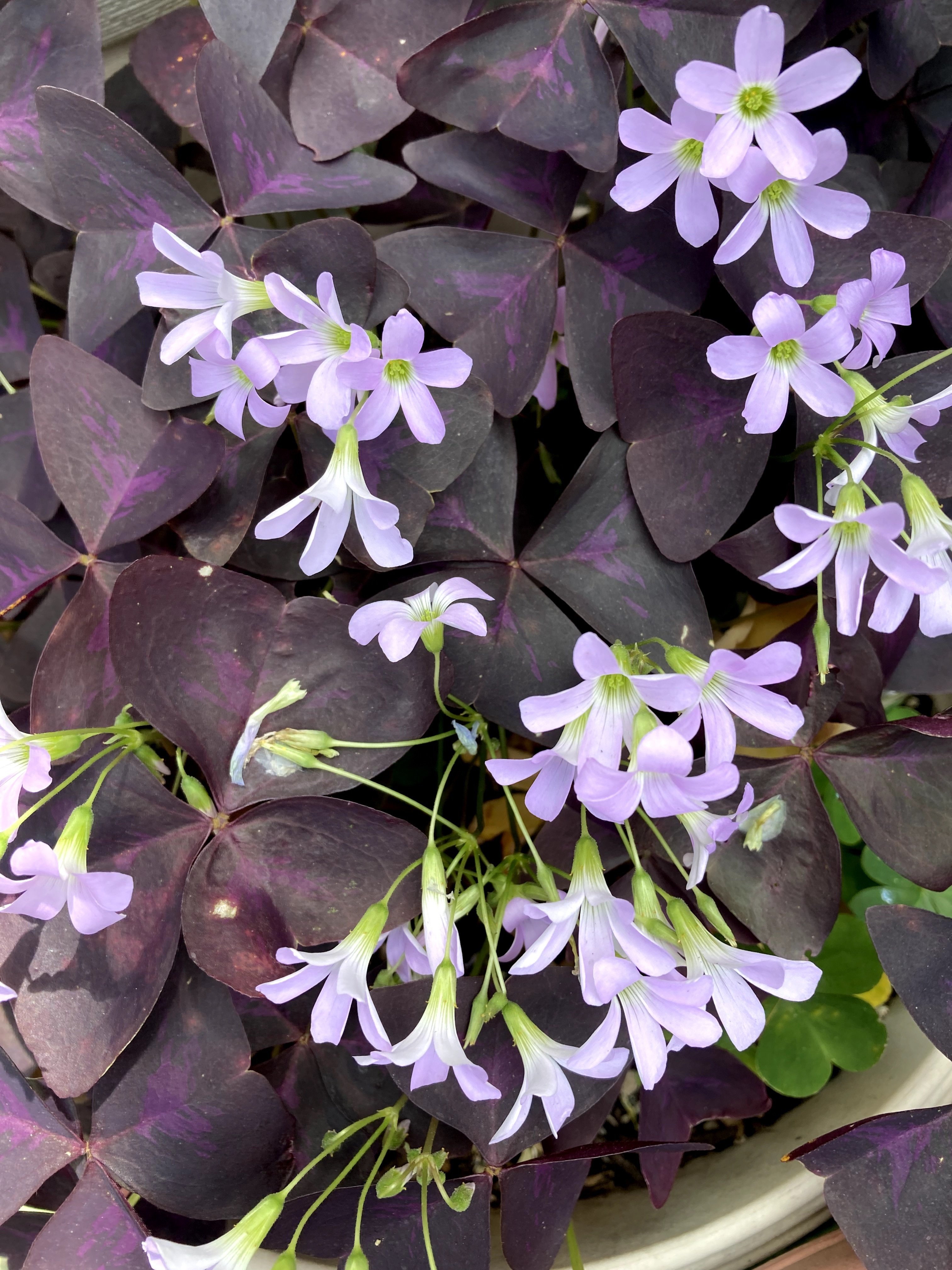 ✼ Kaorin ✼　あみぐるみ 花菖蒲 ヒペリカム 他2種類 園芸種？カタバミ2タイプ｜花組庭園