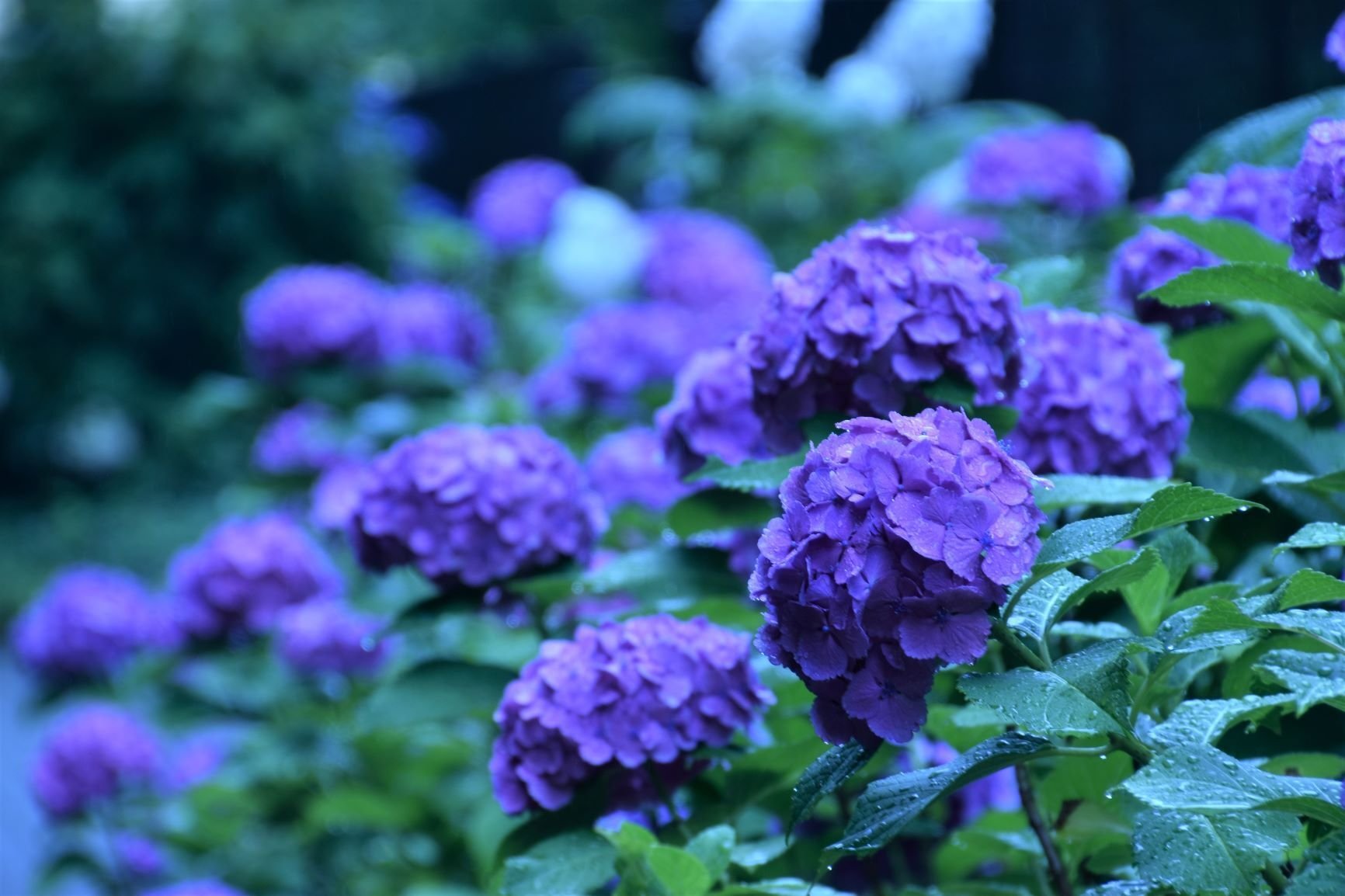 雨の中紫陽花を見てきました｜スナフ