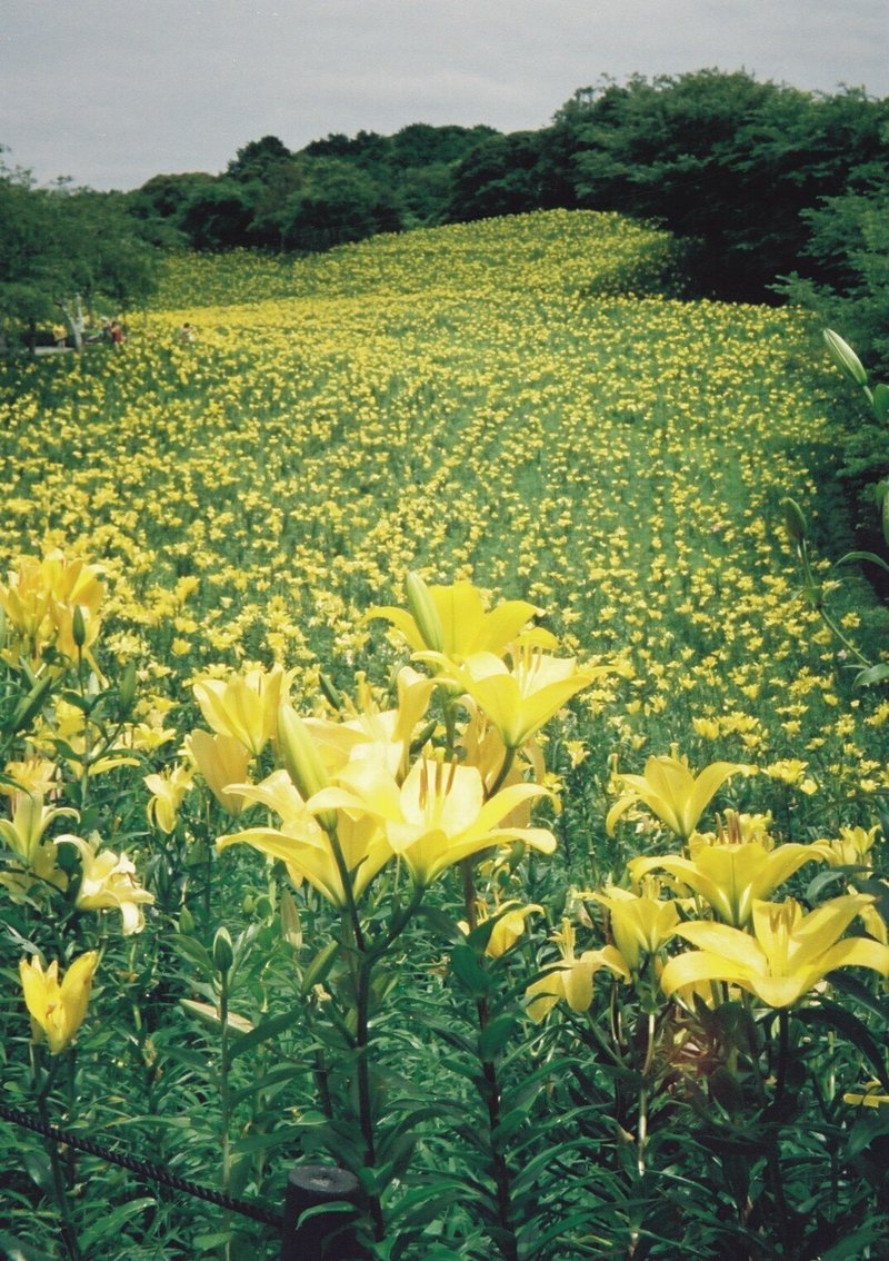 OLYMPUS Pen EES-2の撮影見本　その①　静岡県袋井市の可睡ゆりの園です。色々のゆりもありましたが、黄色一色が潔くていいですね。