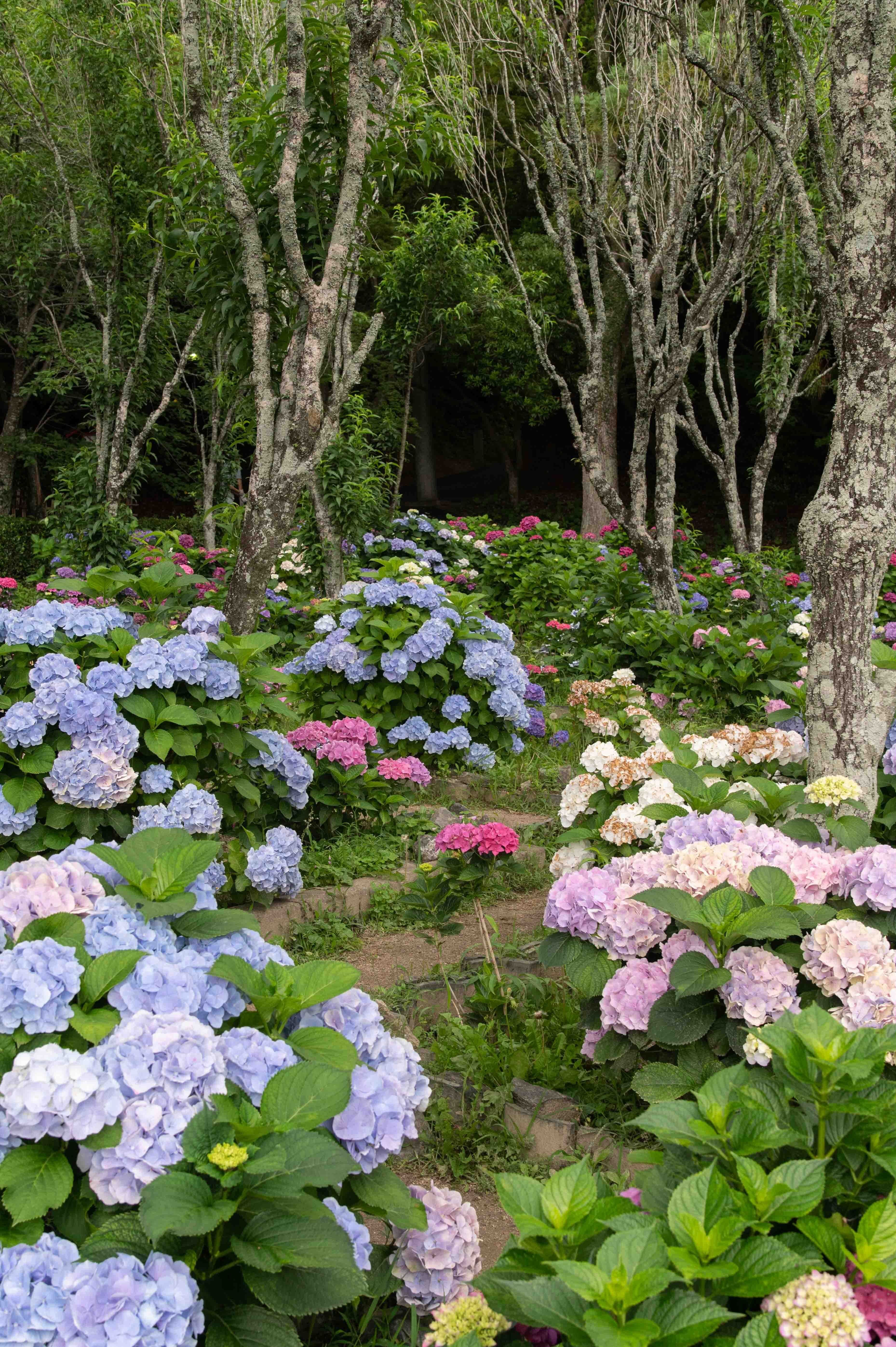 2023-06-11 宮地嶽神社② 猿まわし 紫陽花 花菖蒲|toriyume 2023-06-11 宮地嶽神社② 猿まわし 紫陽花 花菖蒲|toriyume