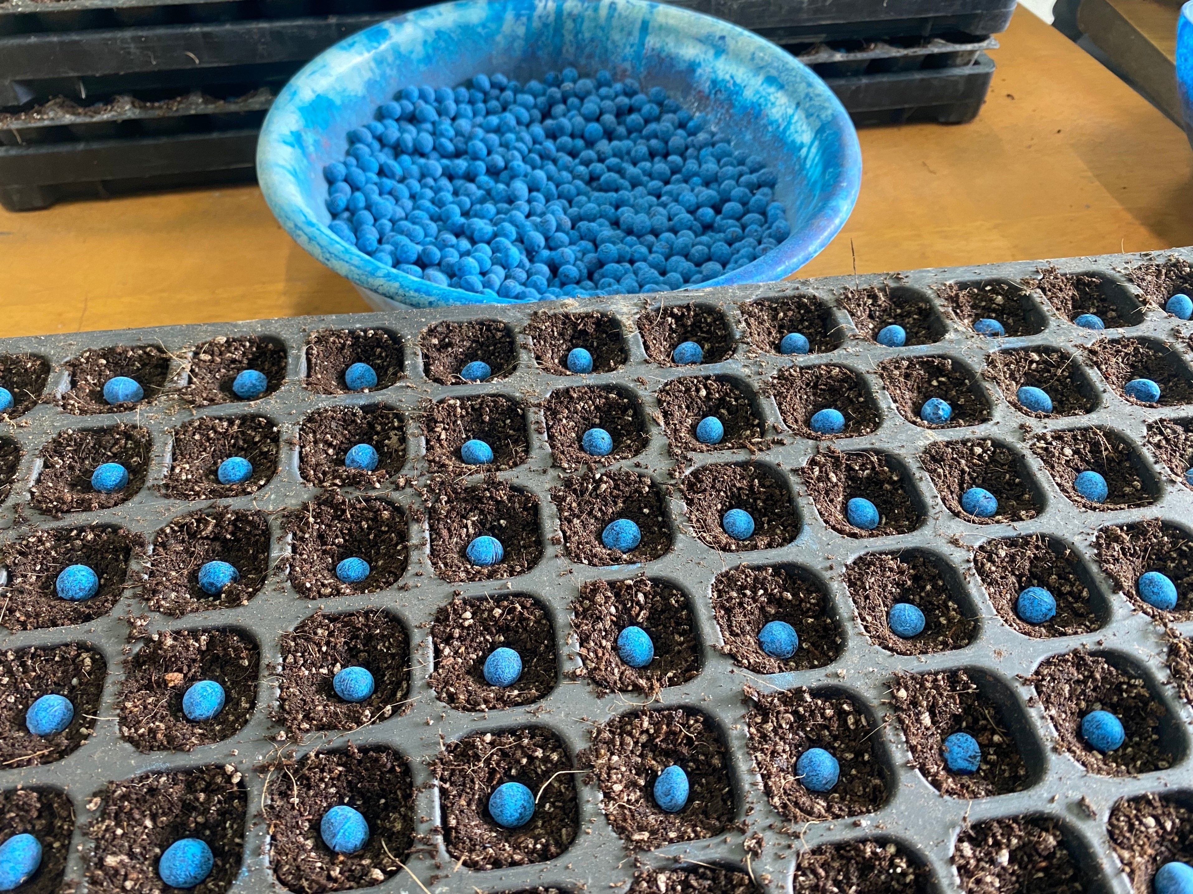 体験記】丹波黒枝豆の種まき体験！｜Pocket Owners運営スタッフ