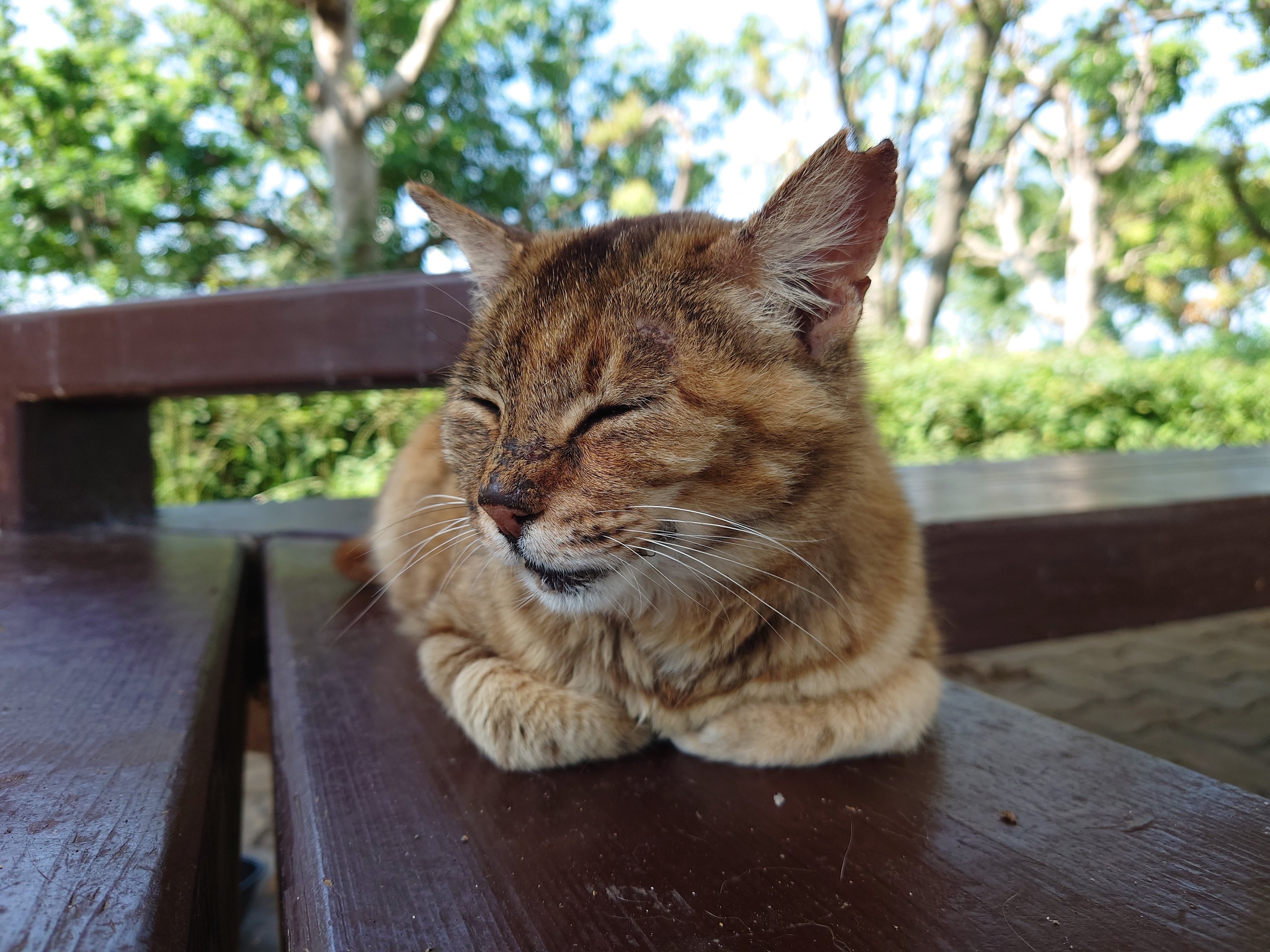 常吉西臨海緑地の野良猫写真2023年6月16日｜レタス