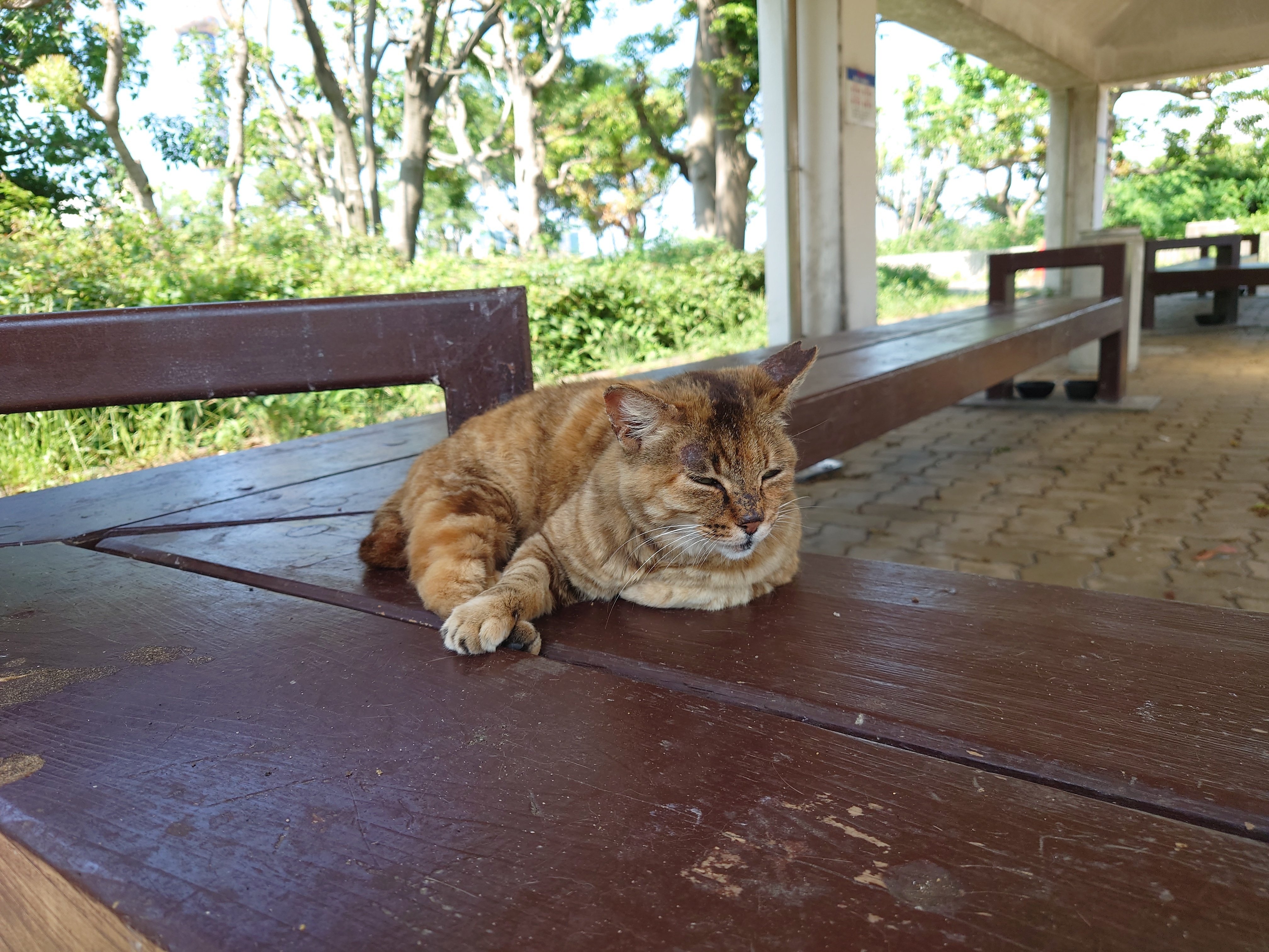 常吉西臨海緑地の野良猫写真2023年6月16日｜レタス