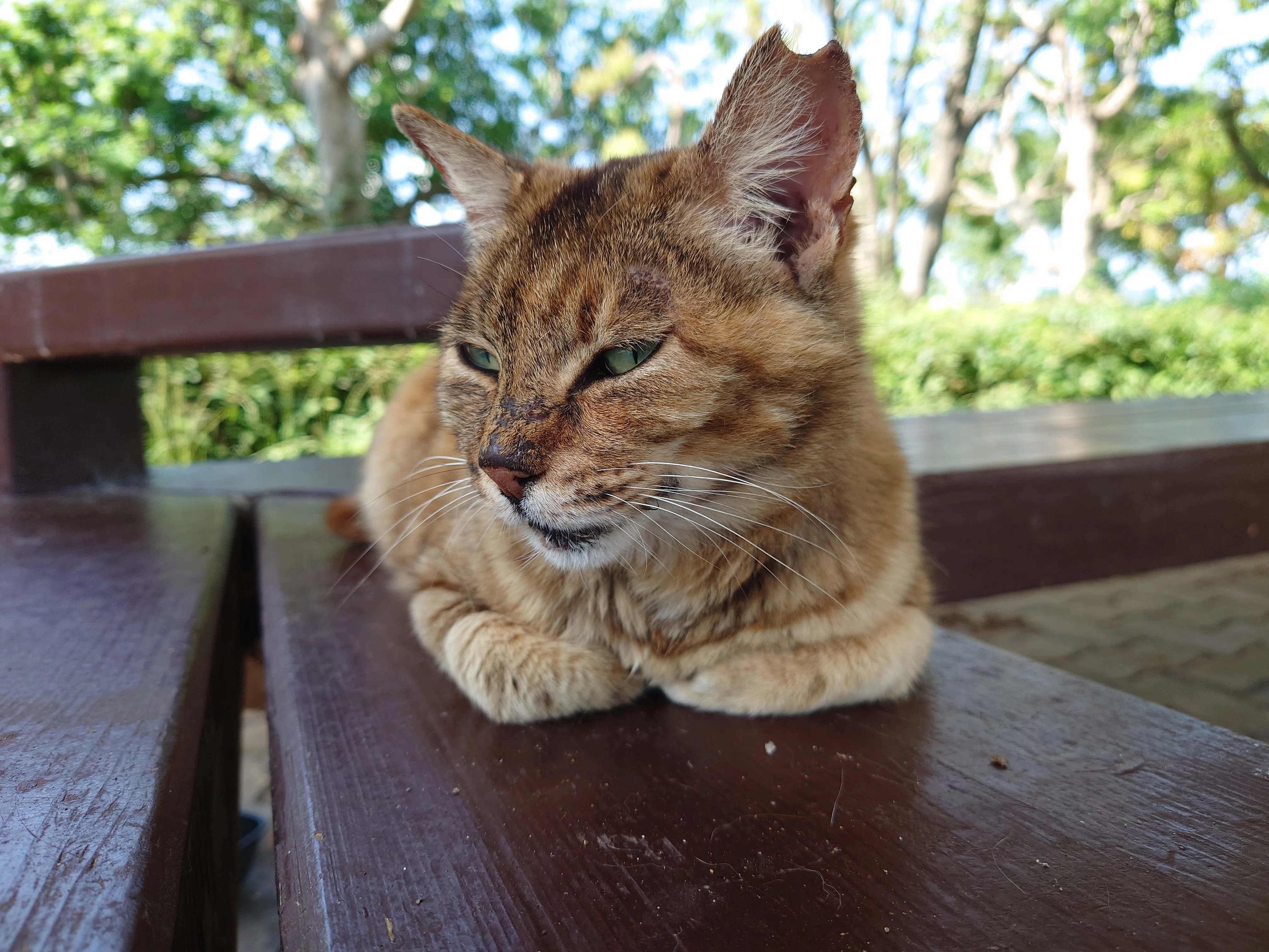 野良猫 常吉西臨海緑地の野良猫写真2023年6月16日｜レタス