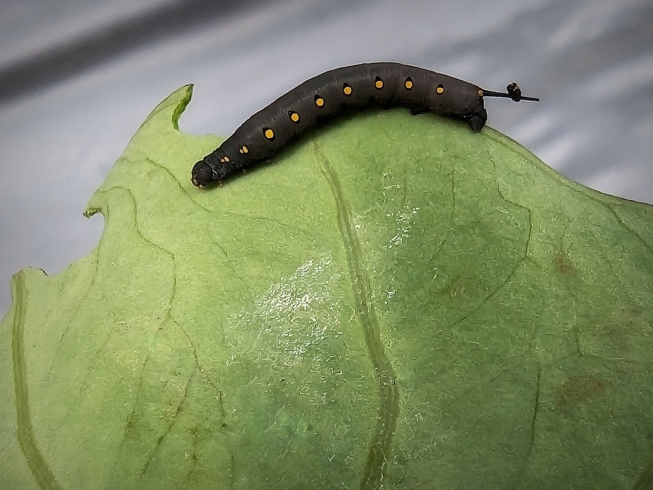 イモムシってイモにつくからイモムシっていうんだという話 閲覧注意w