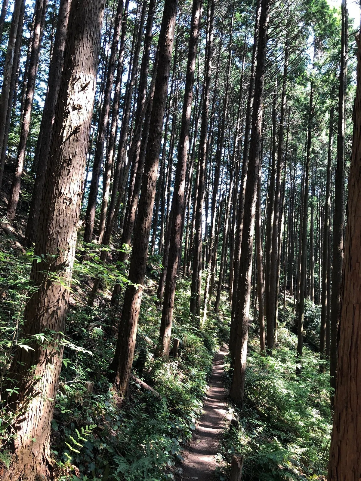 ユガテまでの登山道