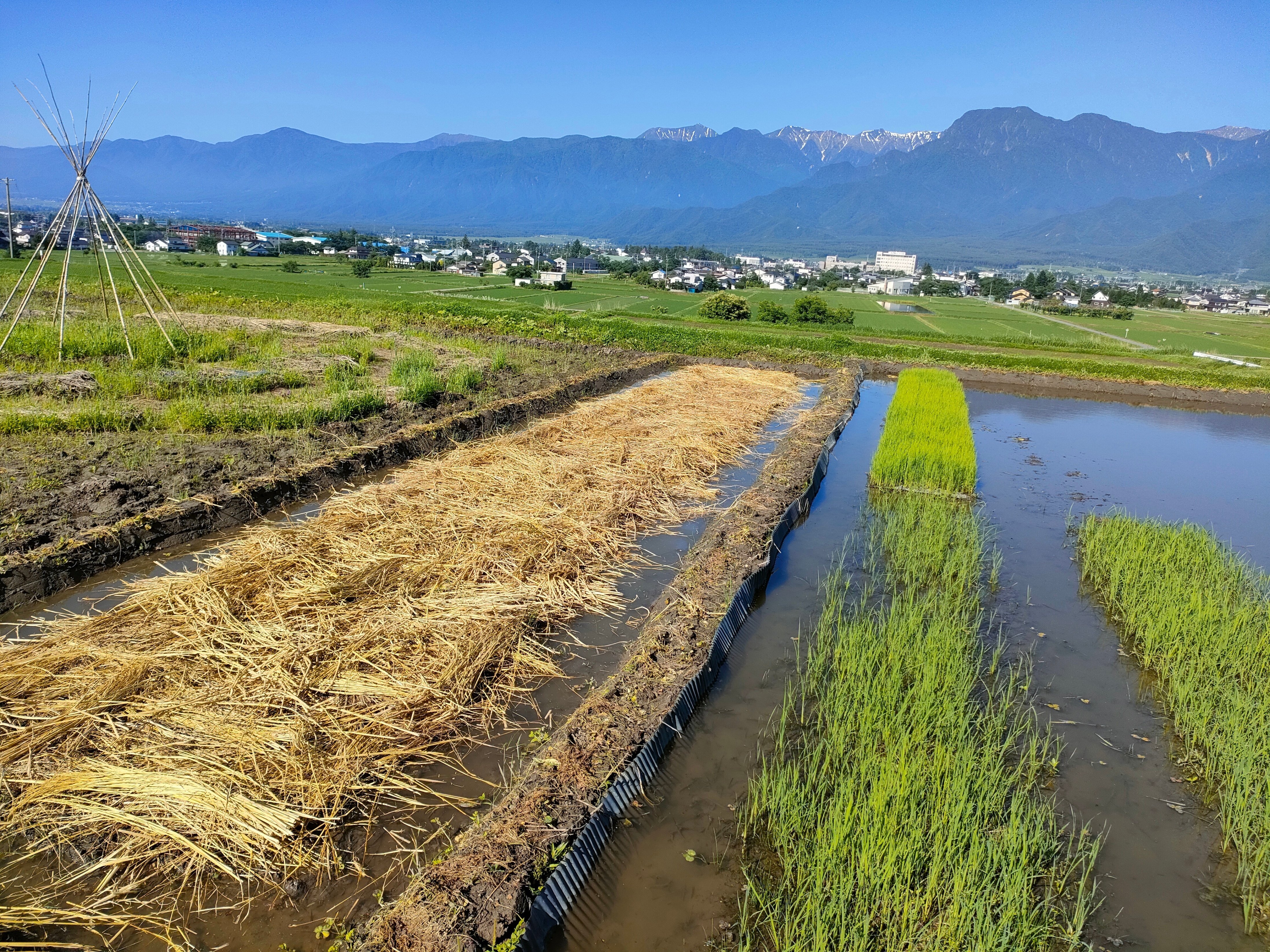 耕さない田んぼ｜shanthi-usui