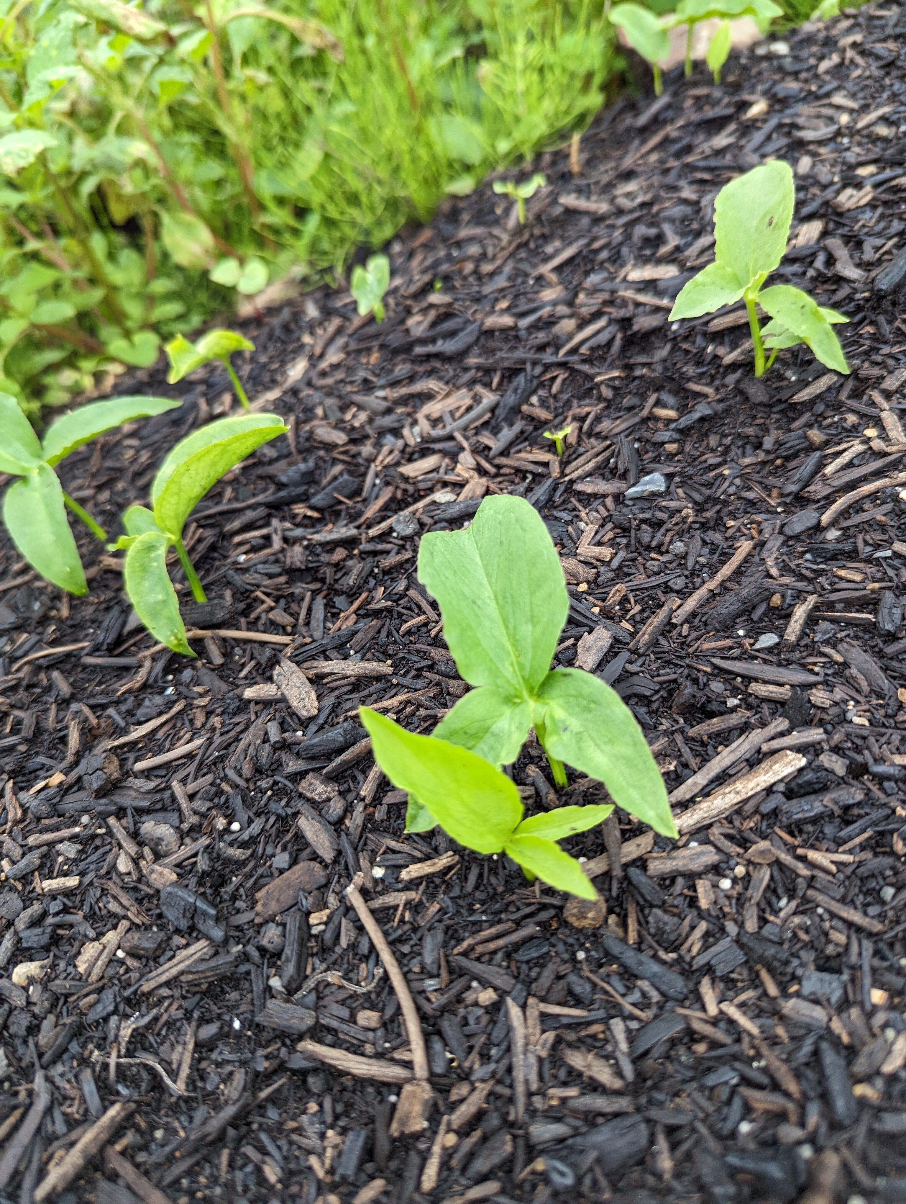 no dig堆肥マルチングの除草効果について｜farmfrogこやま