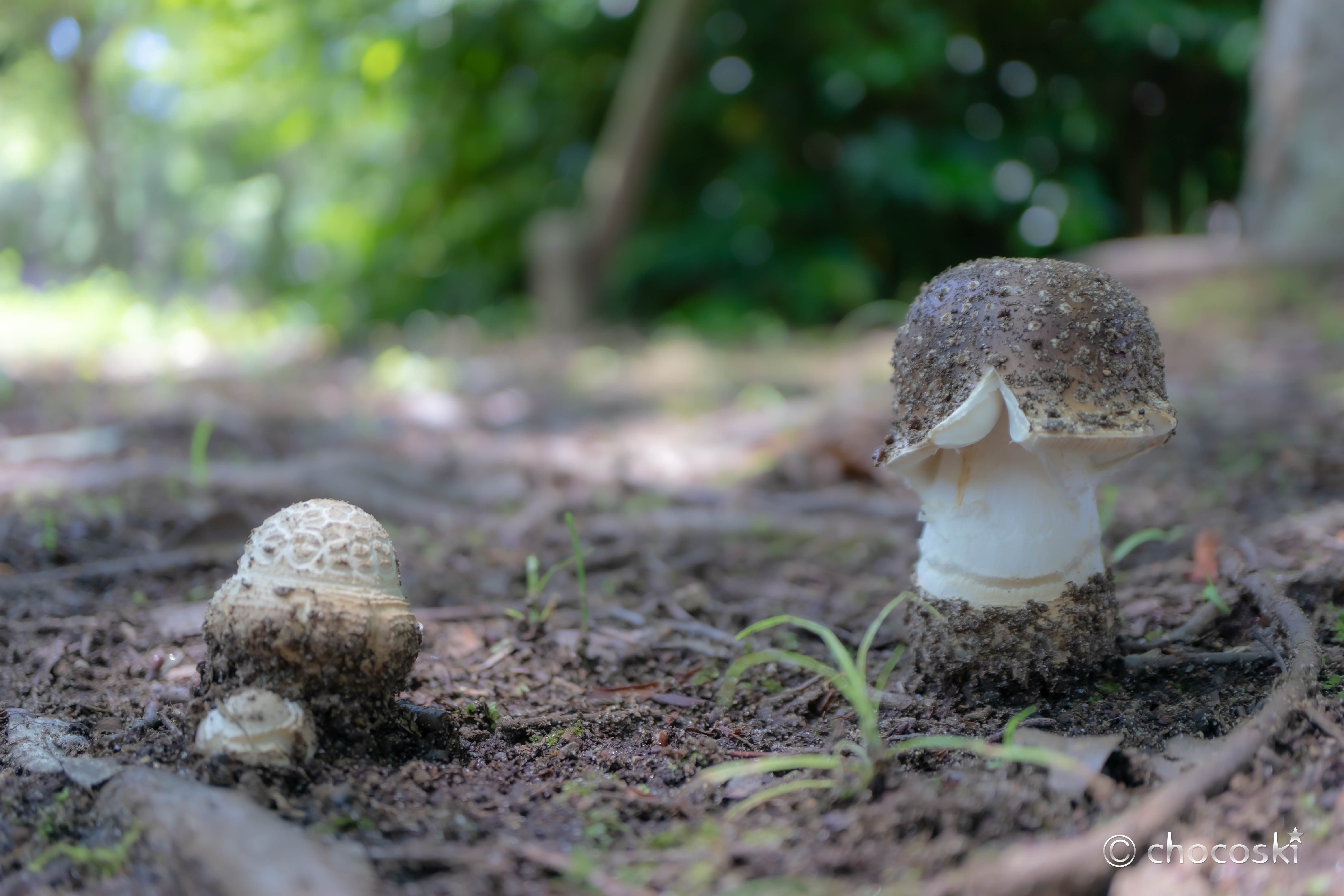 きのこ散歩＊2023/6/17夏きのこ始動｜ちょこすき～☆きのこ
