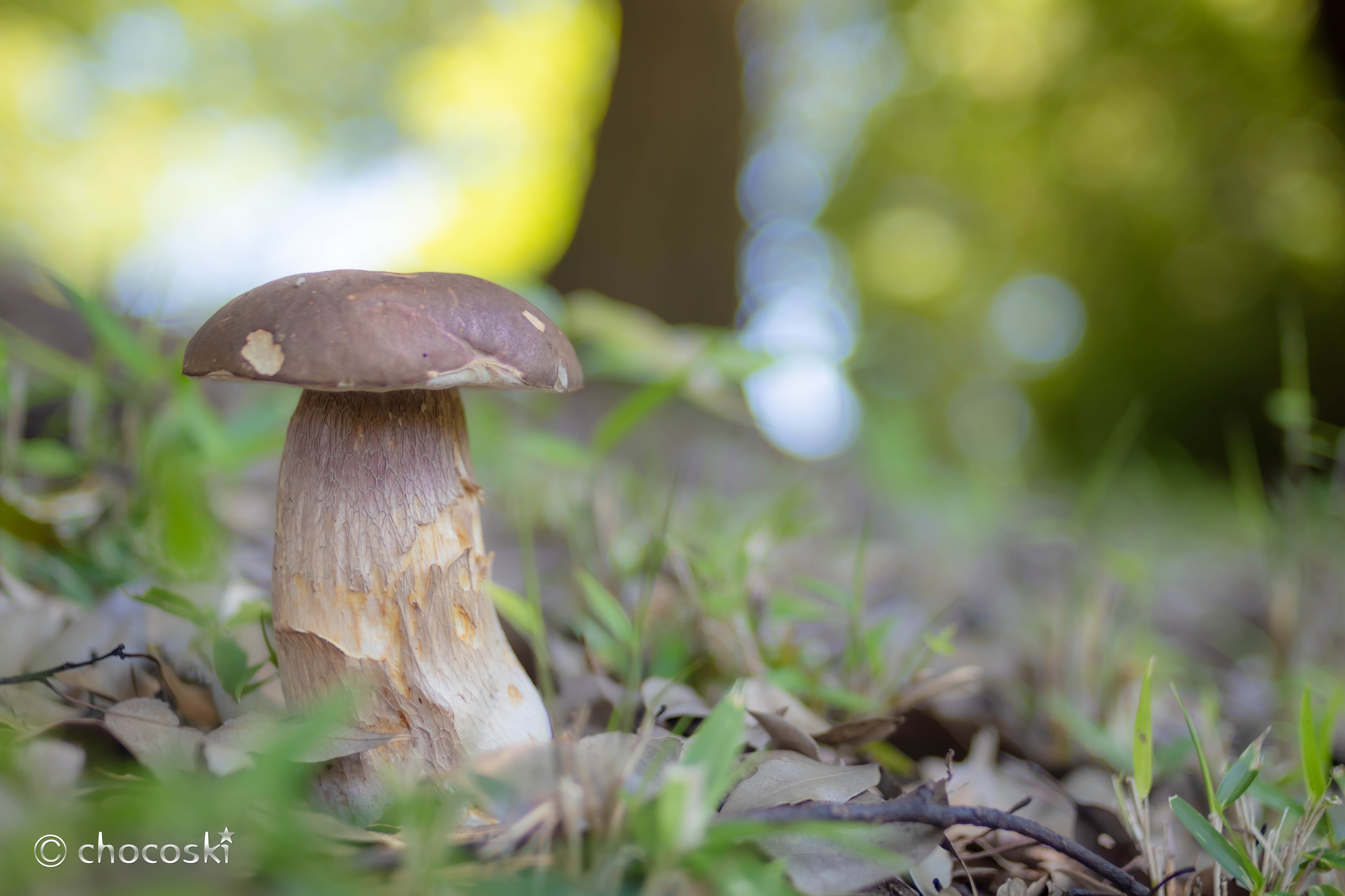 きのこ散歩＊2023/6/17夏きのこ始動｜ちょこすき～☆きのこ