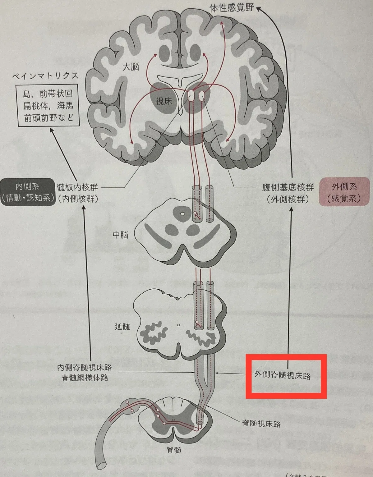 【痛み】痛みの伝達経路 -外側脊髄視床路について-｜整形外科リハ｜理学療法士|Tomo