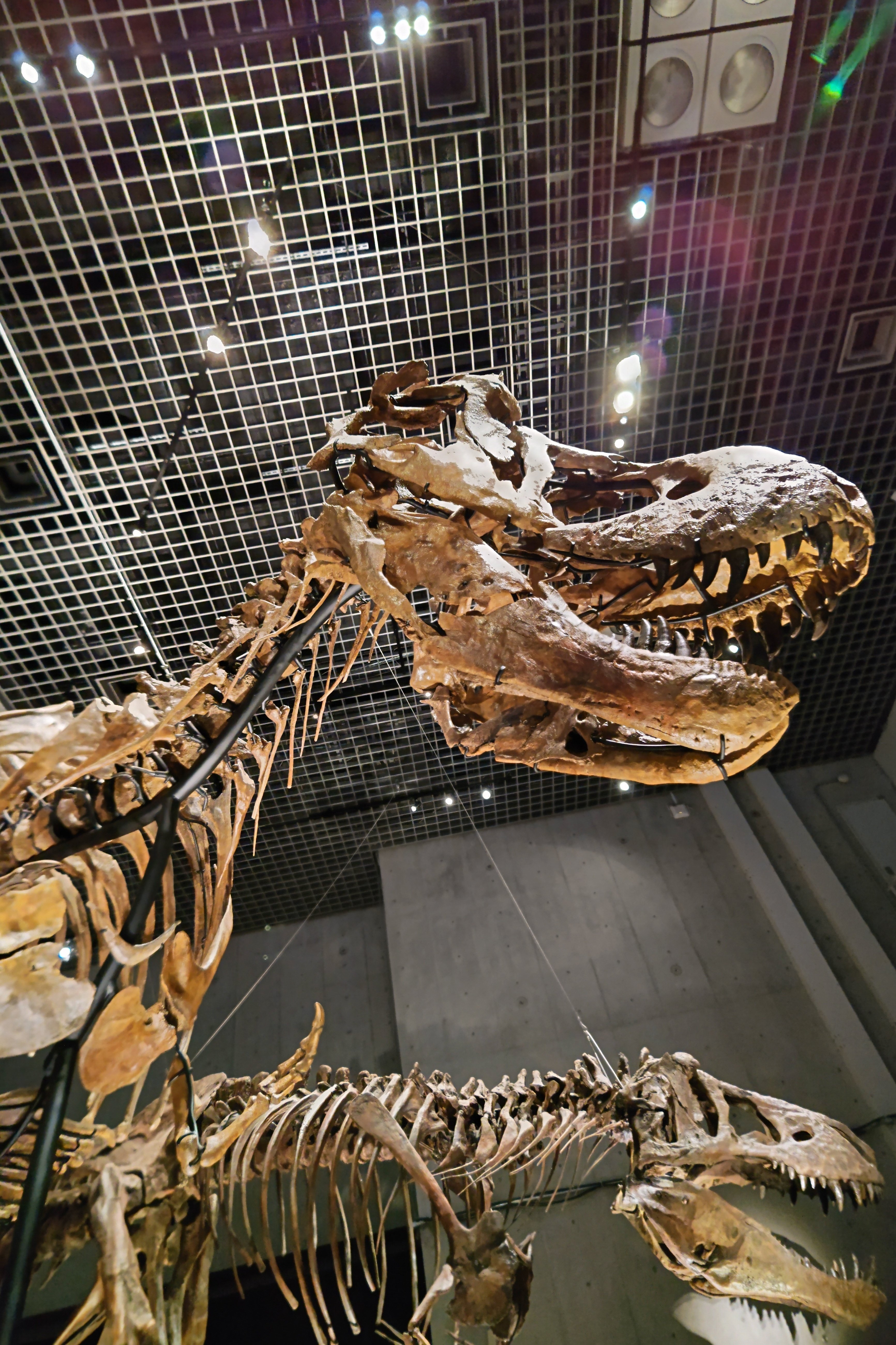 トゲトゲ恐竜博2023」東京での展示は、本日、6月18日㈰が最終日