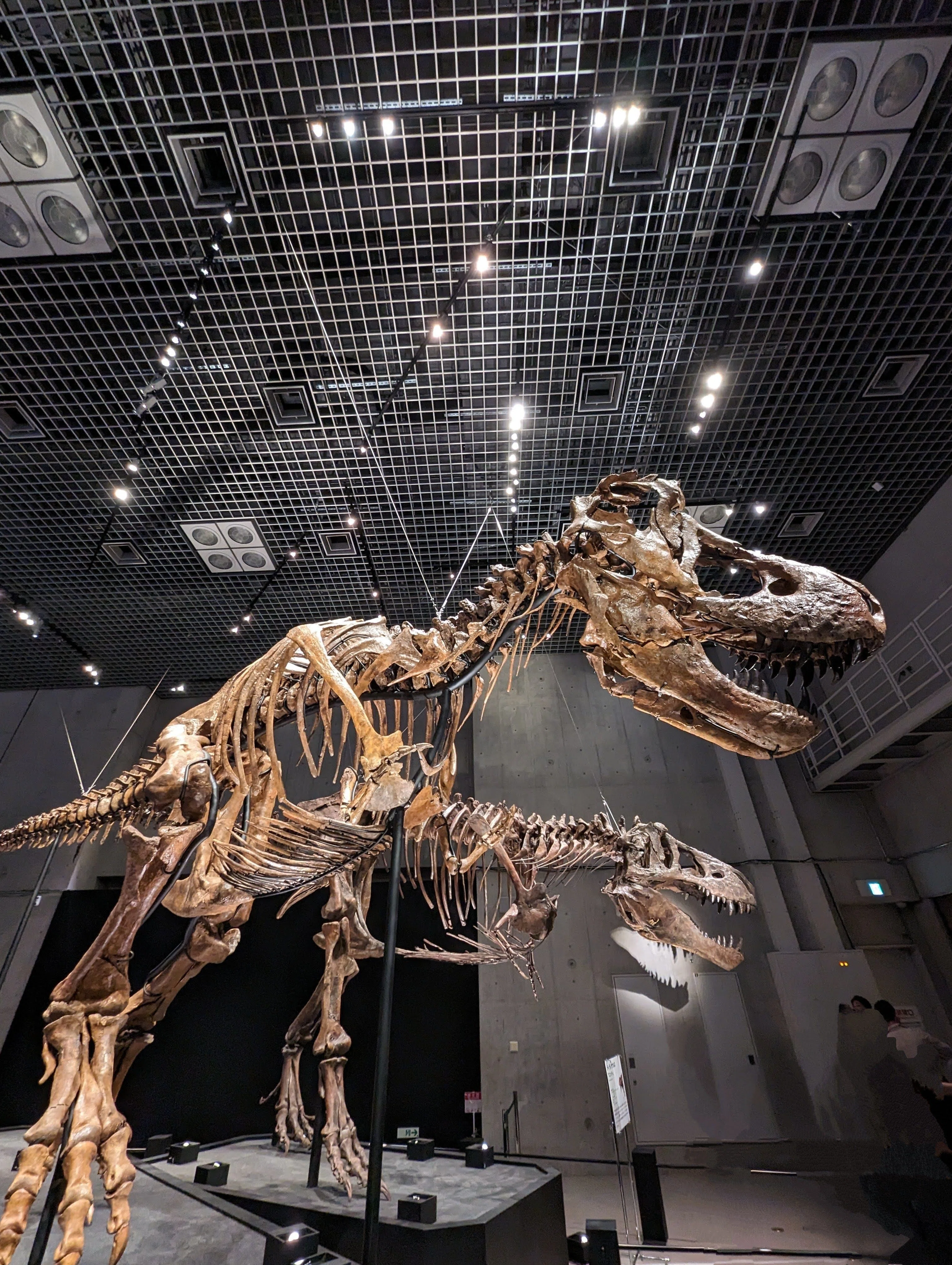 2023GWツアー⑧（特別展「恐竜博2023」）｜少佐のノオト