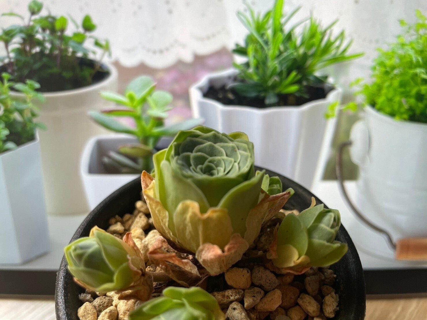 お家の植物紹介 多肉植物-グリーノビア-｜ハジメ