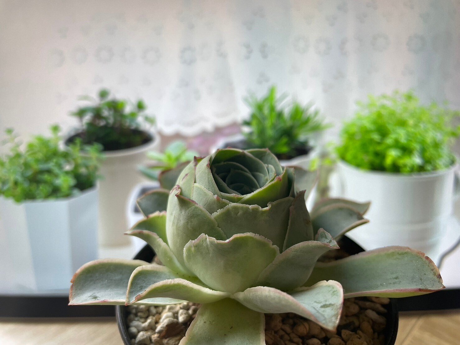 専用ページ　　　多肉植物　アエオニウム属(グリーノビア) ぴょん太郎様 専用ページ F グリーノビア 3苗セット