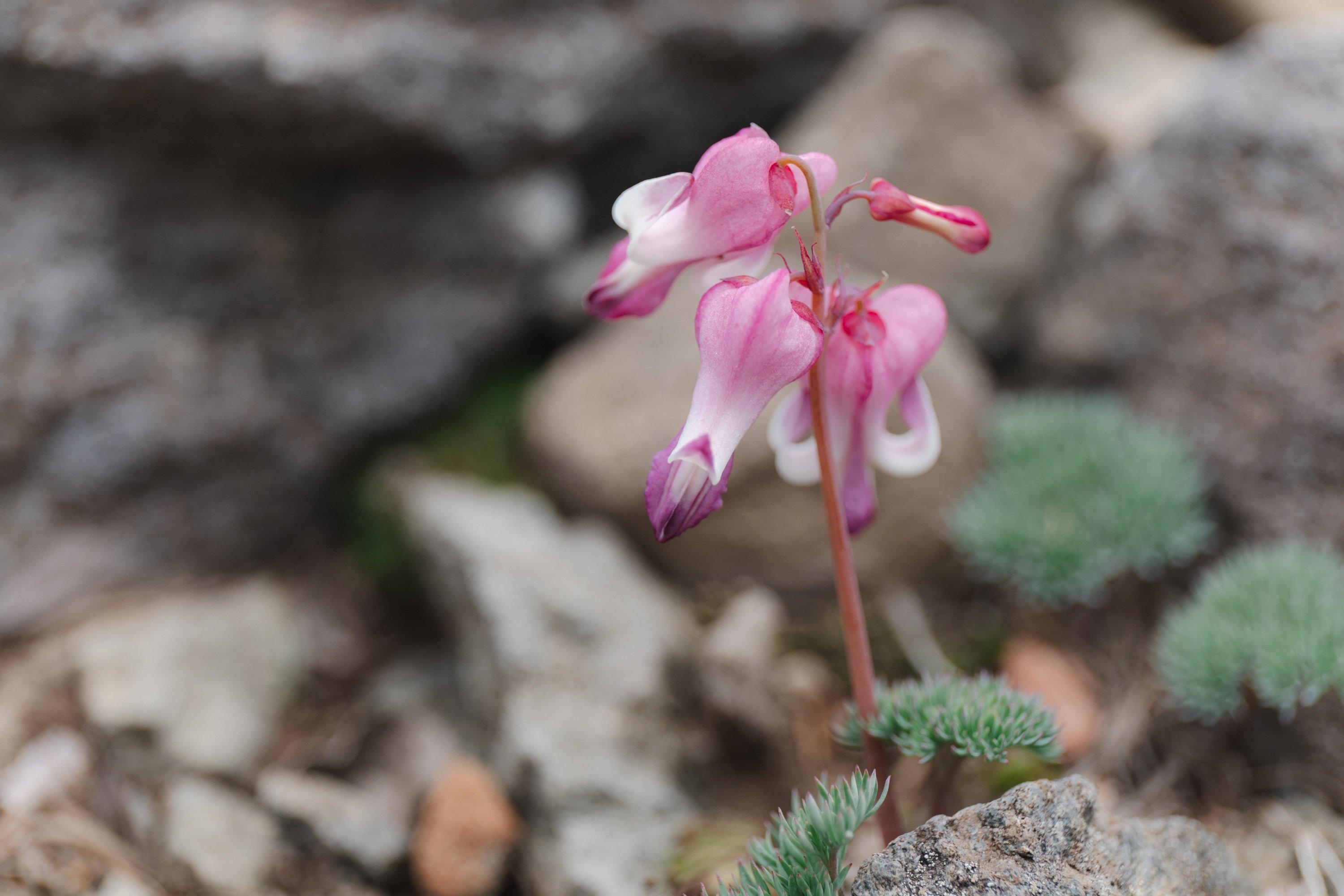 孤高の花、コマクサを見に行こう / 長野県東御市池の平湿原｜プ