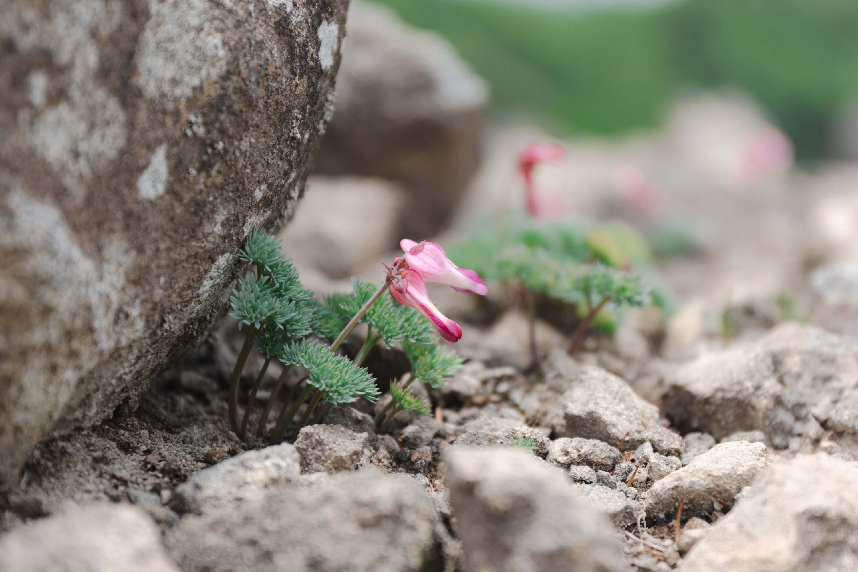 孤高の花、コマクサを見に行こう / 長野県東御市池の平湿原｜プ