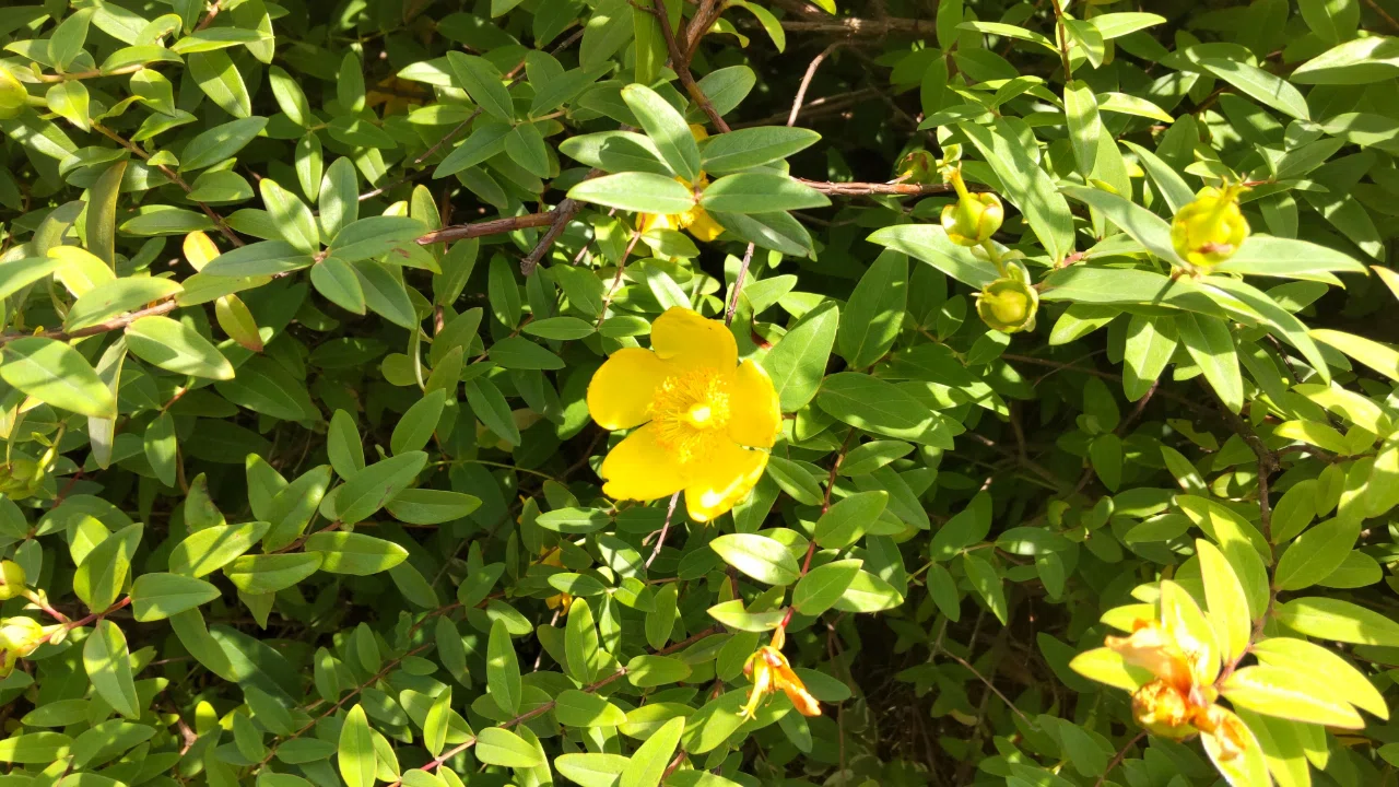 PhotoAlbum 夏の花々|familyd110