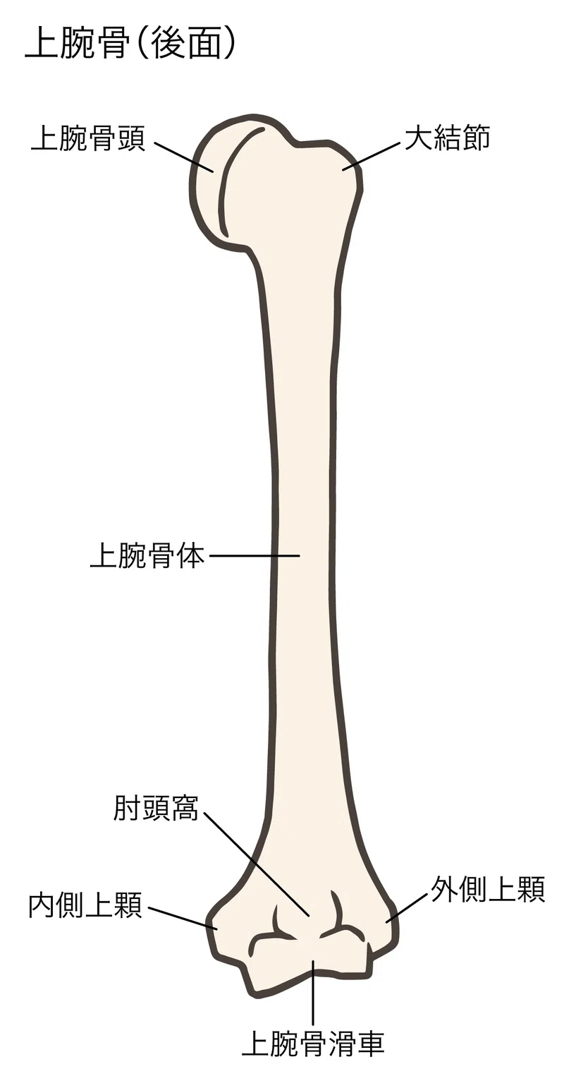 肩関節（肩甲胸郭・肩甲上腕関節）の特徴・解剖・痛みの原因について。｜ひー