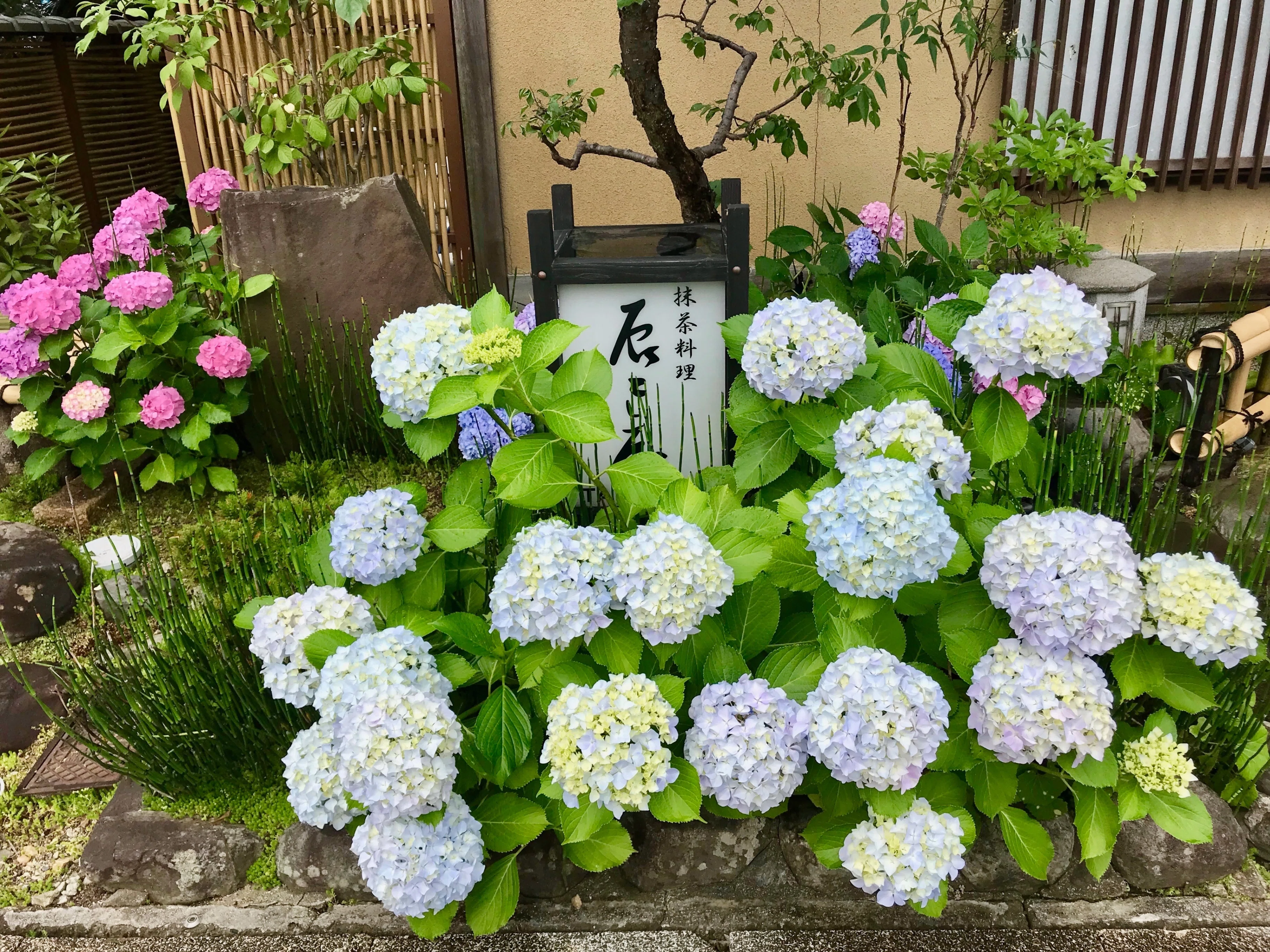 東海自然歩道_番外｜道端に咲く紫陽花まとめ｜かぼちゃかべ