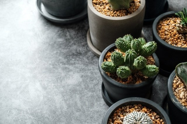 お家の植物紹介 多肉植物-ユーフォルビア・オベサ-｜ハジメ