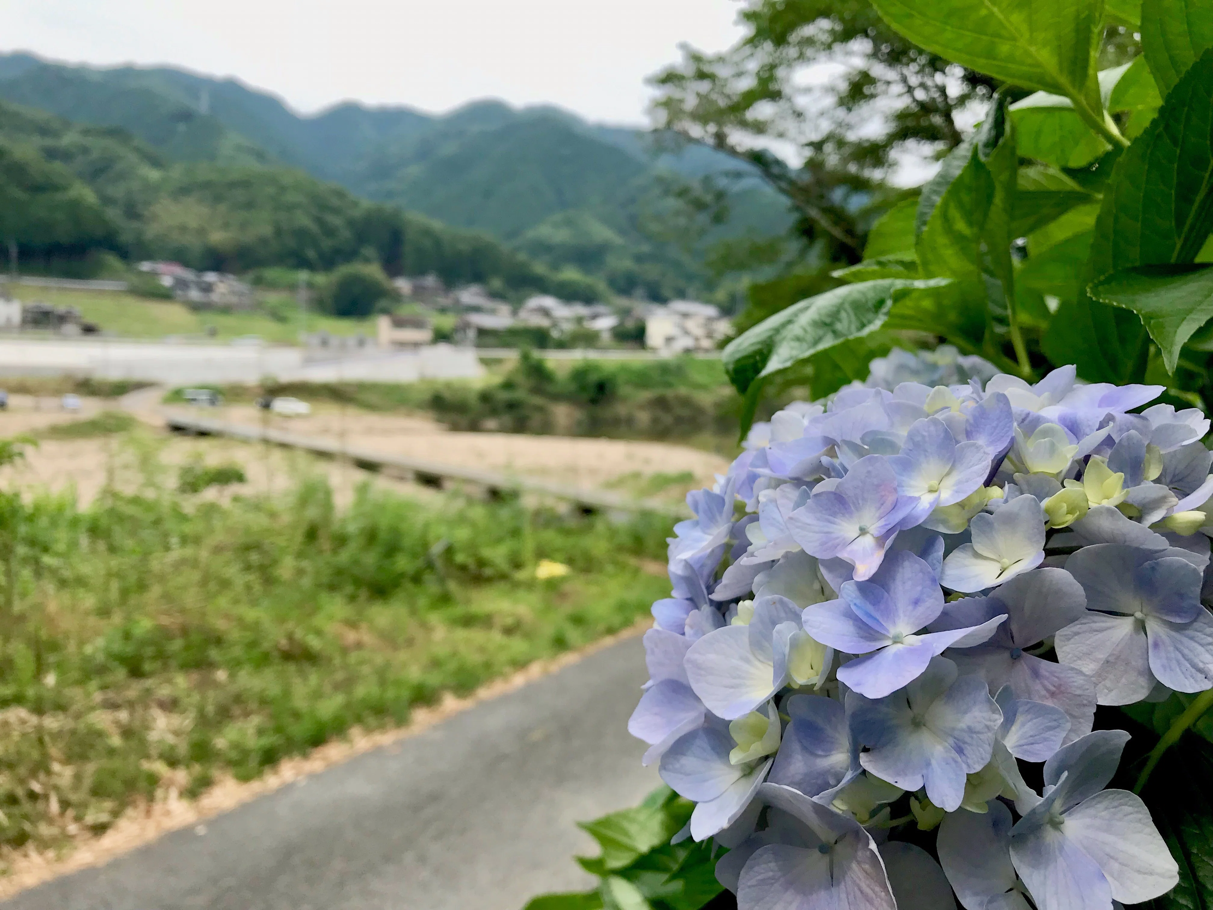 東海自然歩道_番外｜道端に咲く紫陽花まとめ｜かぼちゃかべ