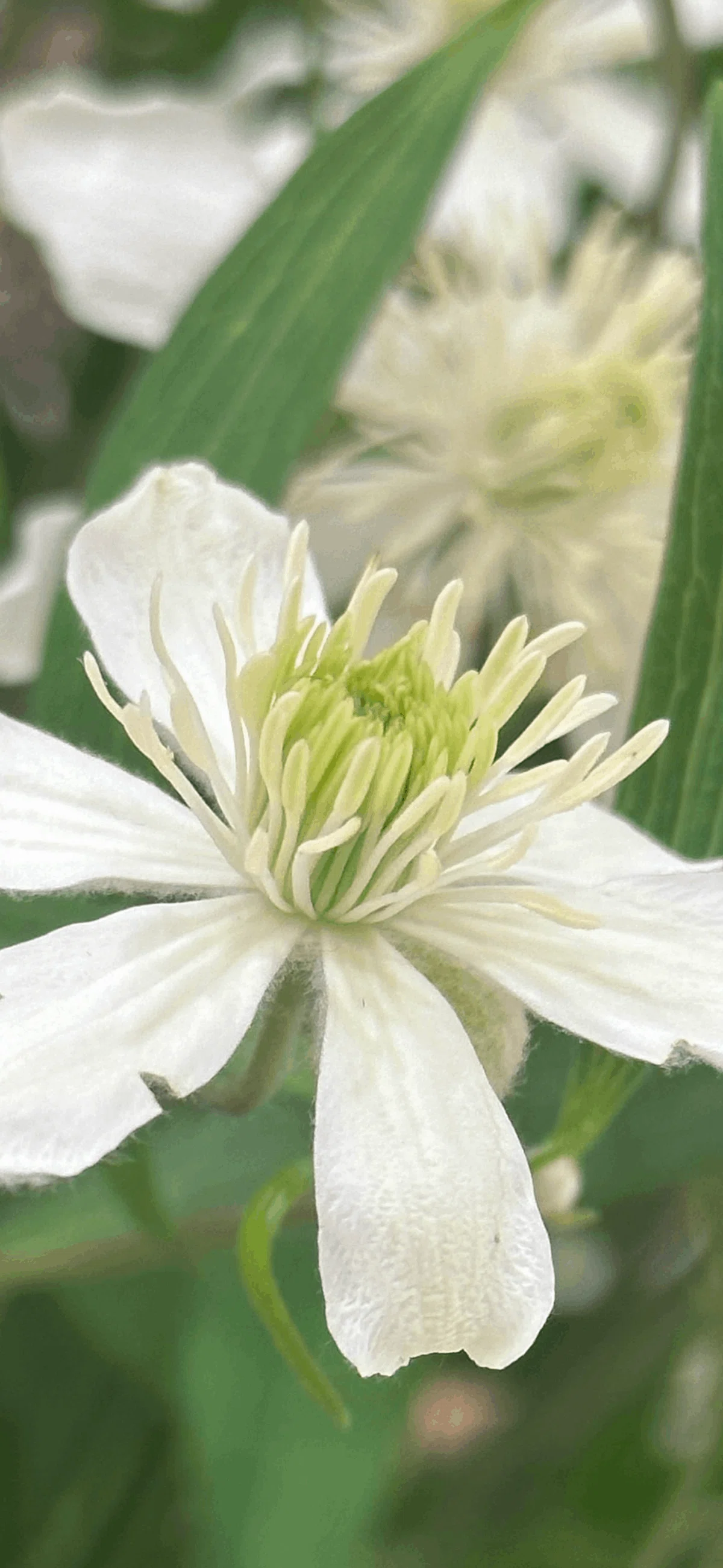 CLEMATIS WHITE JEWEL｜EGGSEED
