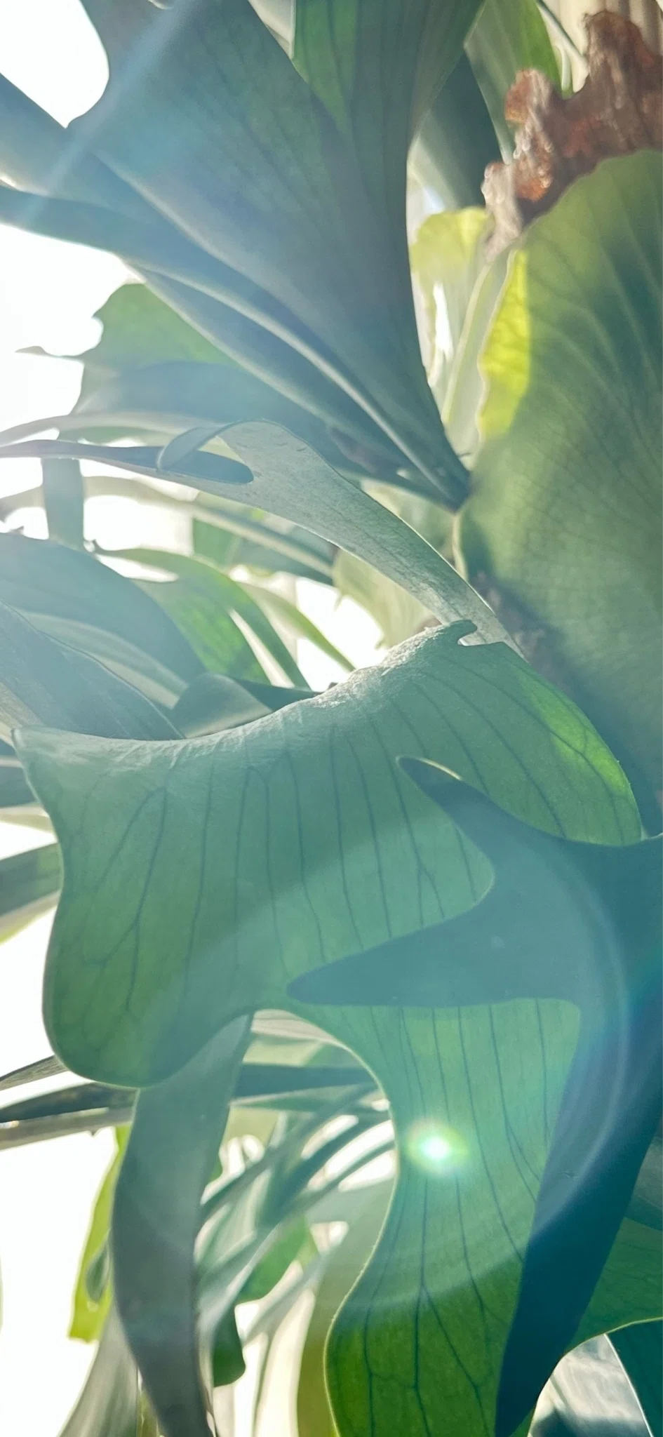 ビカクシダ 植物☆大型株☆プラティケリウム ウィリンキー☆麋角 ビカクシダ 植物☆大型株☆プラティケリウム ウィリンキー☆麋角