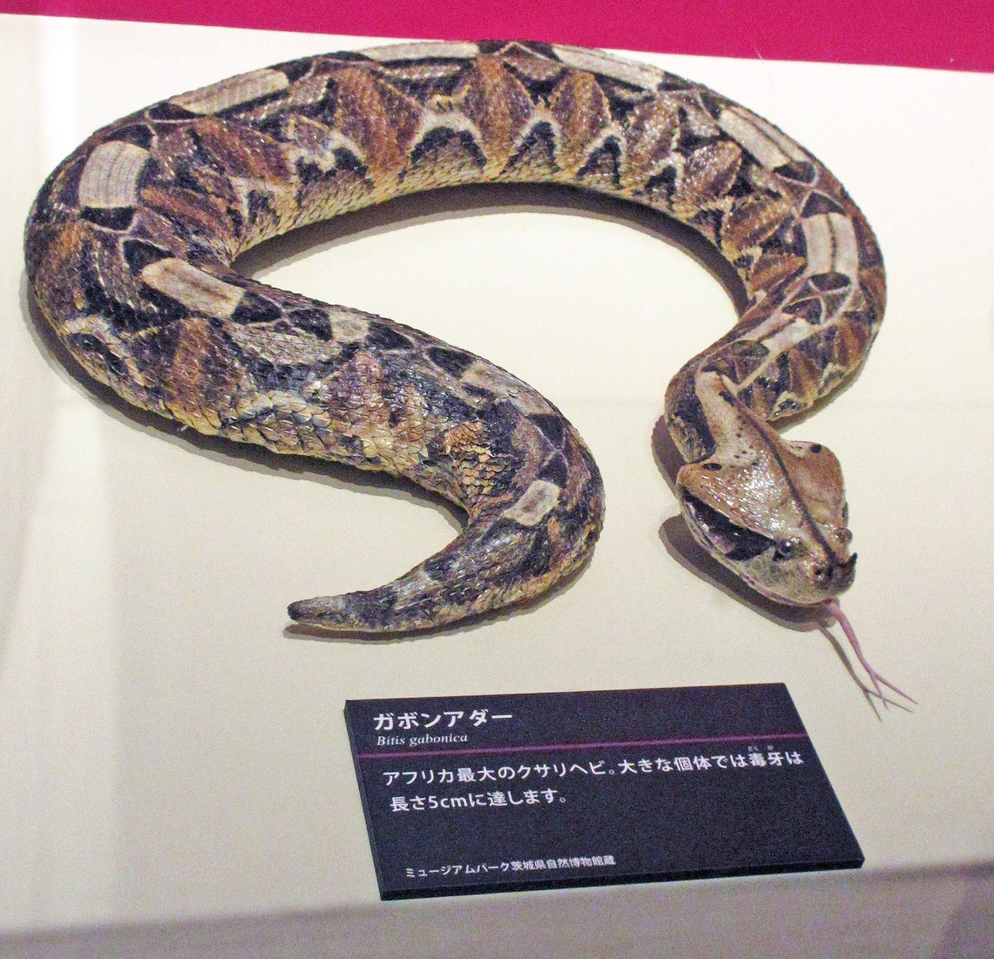 第2章 毒の博物館 2-3 動物の毒のいろいろ―有毒爬虫類・両生類編