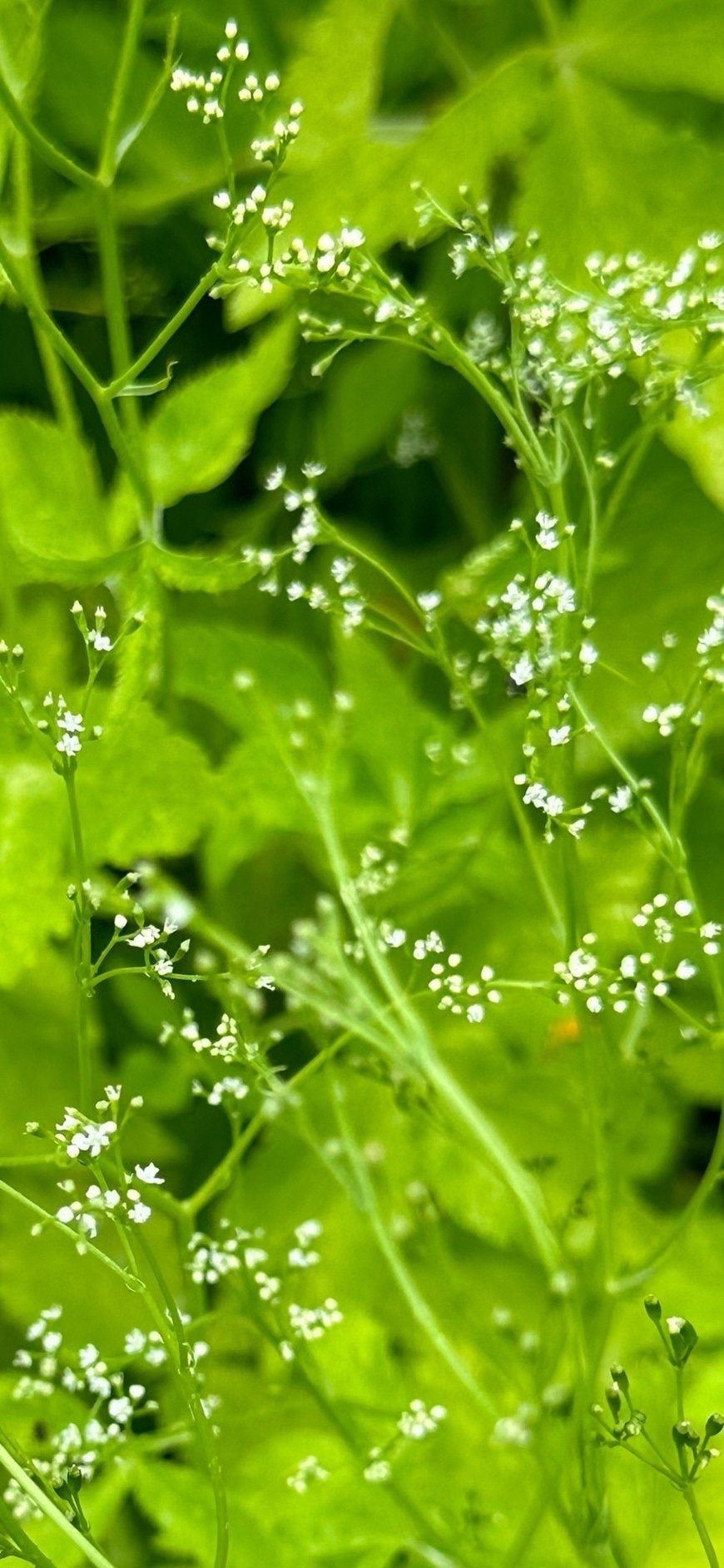 三葉|EGGSEED 三葉|EGGSEED
