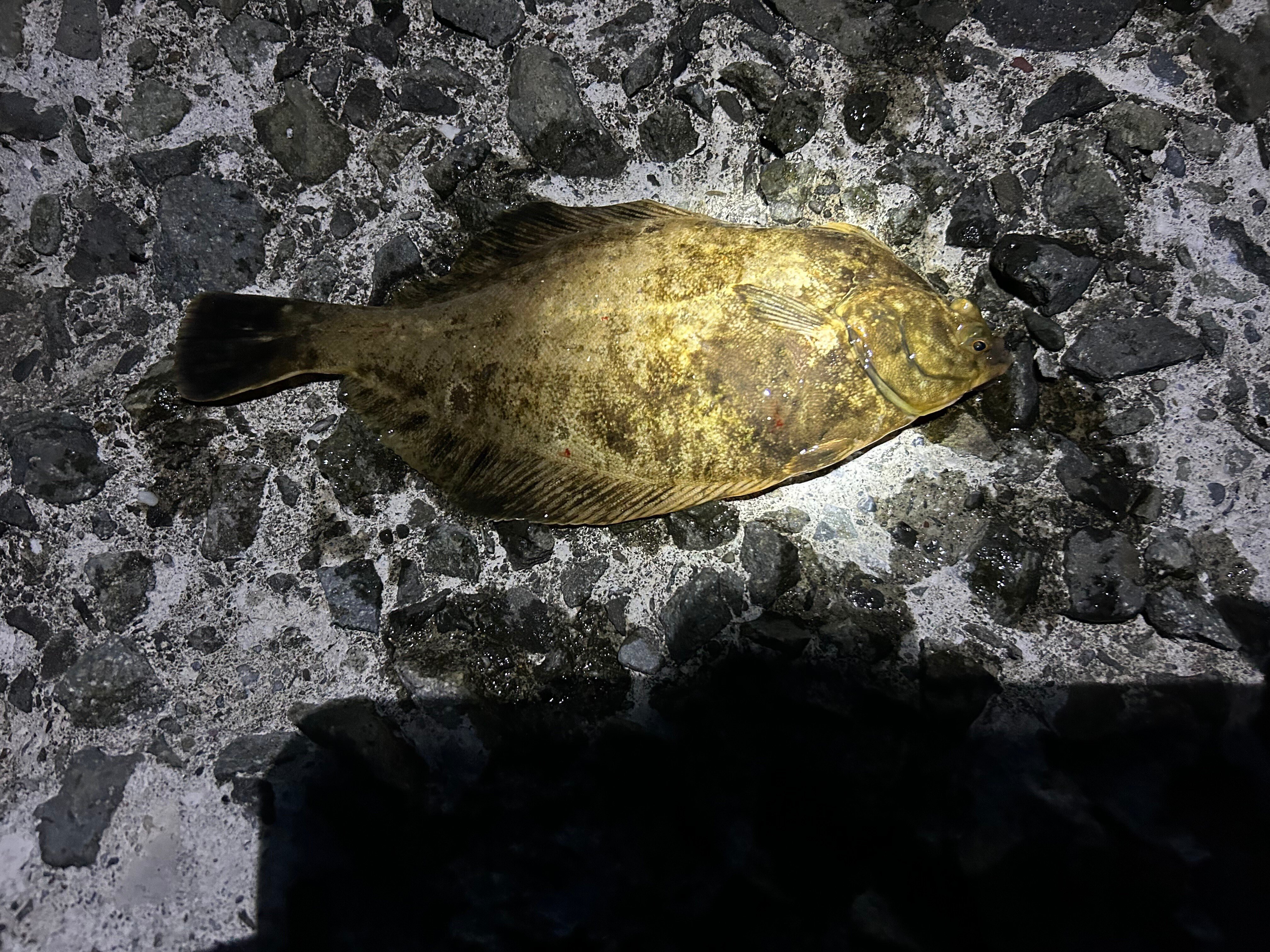 投釣仕掛：ヒラメ カレイ ホッケ ソイ アイナメ | isomast.com.br