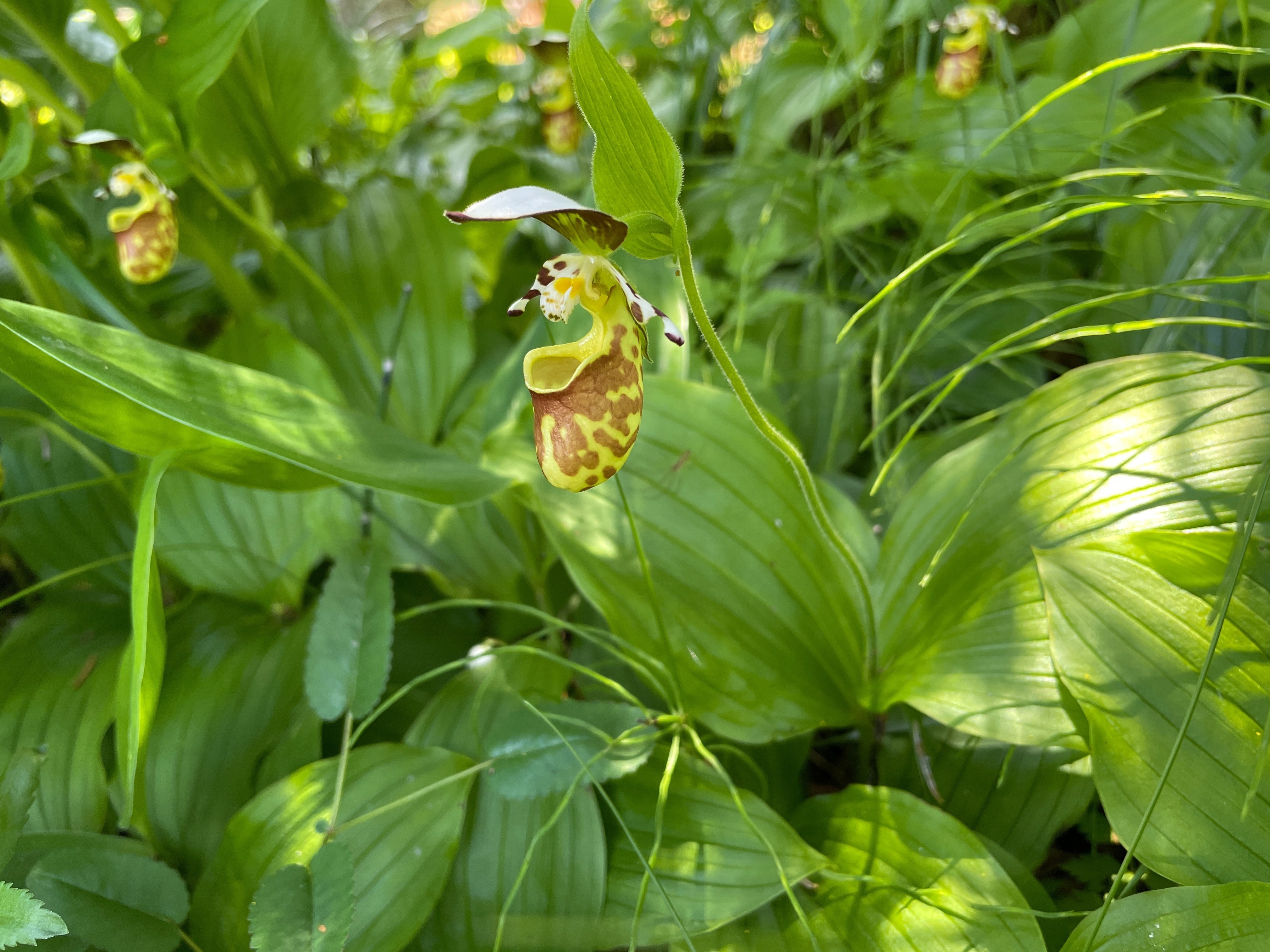 キバナノアツモリソウ（入笠山の花4）｜Cressonboy