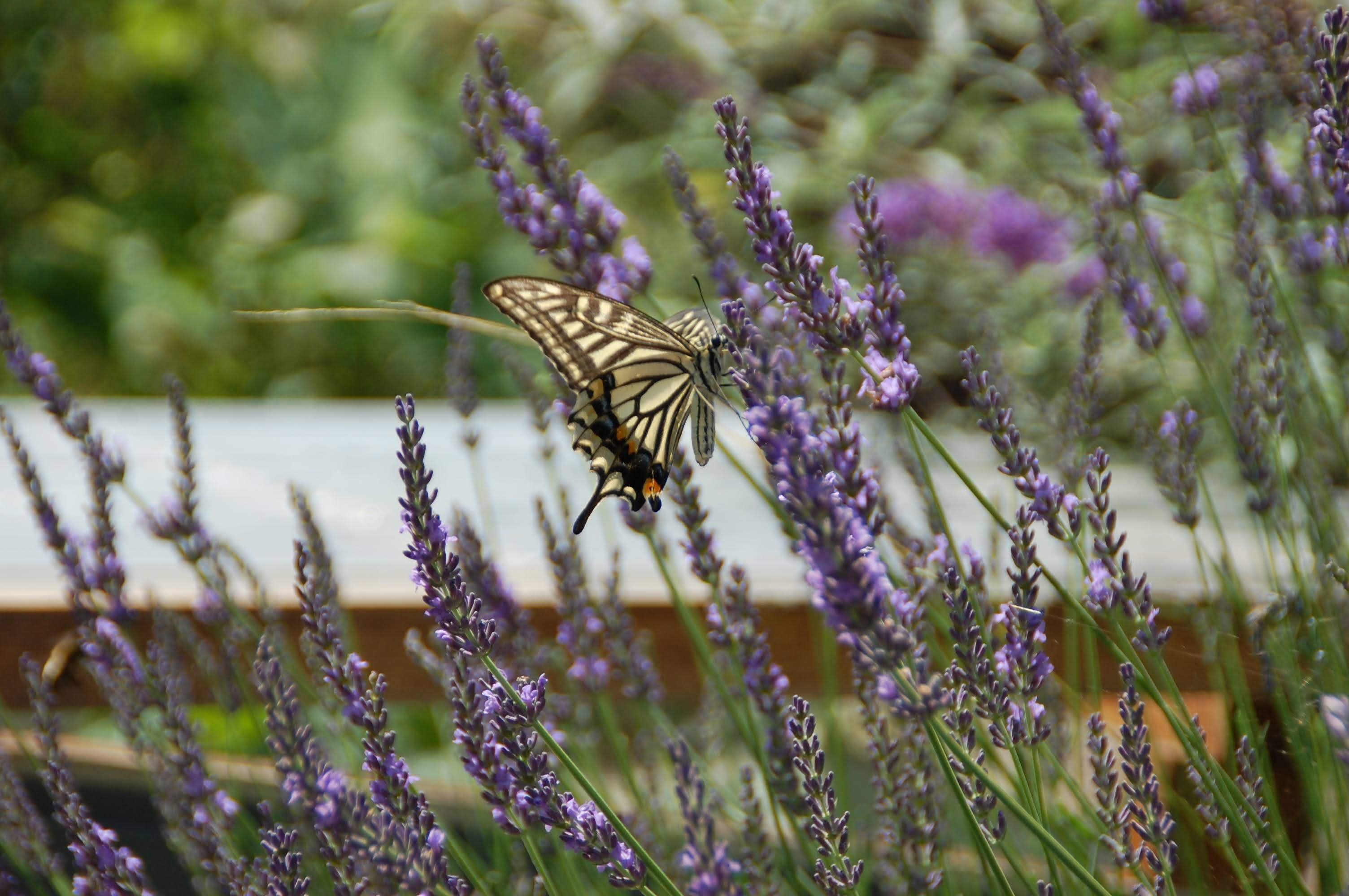 蝶とミツバチが来る庭｜Forest Chimney 麦わら手仕事教室