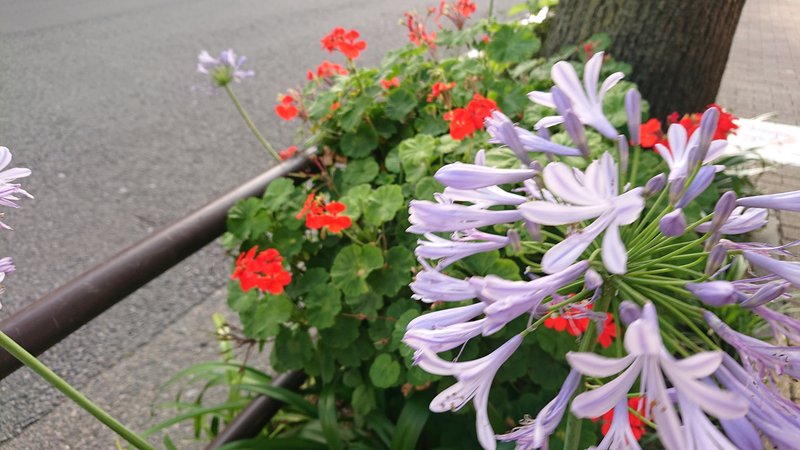 街路樹の足下の花もこの時季らしいお花が咲いてますね！