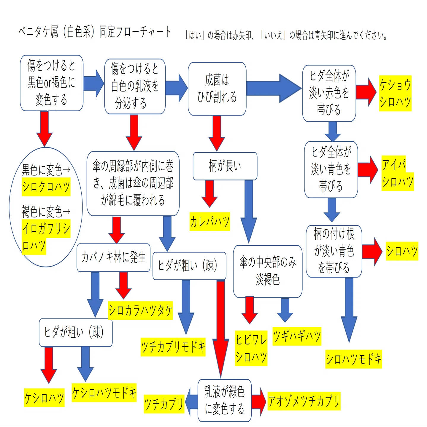 白系統のベニタケ科の見分け方｜すずめ