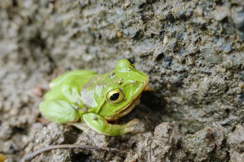 シュレーゲルアオガエルの写真 Schlegel's green tree frog Photo|yohaku_photo