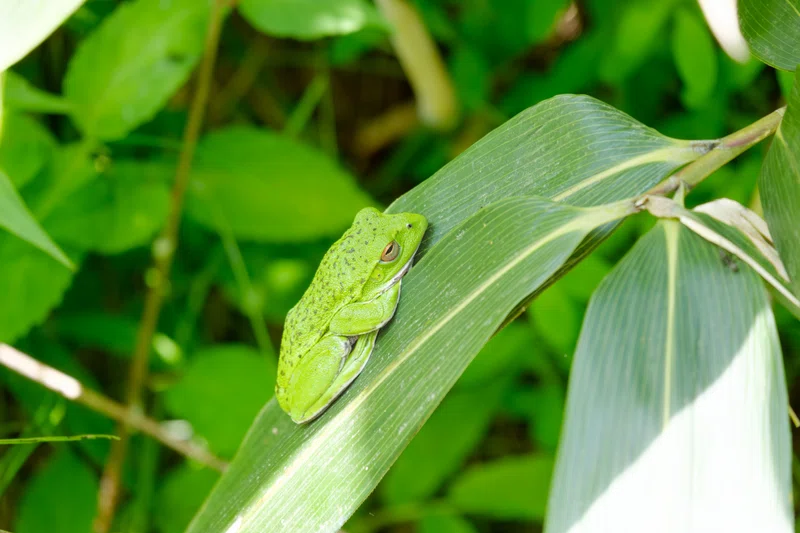 シュレーゲルアオガエルの写真 Schlegel's green tree frog Photo|yohaku_photo