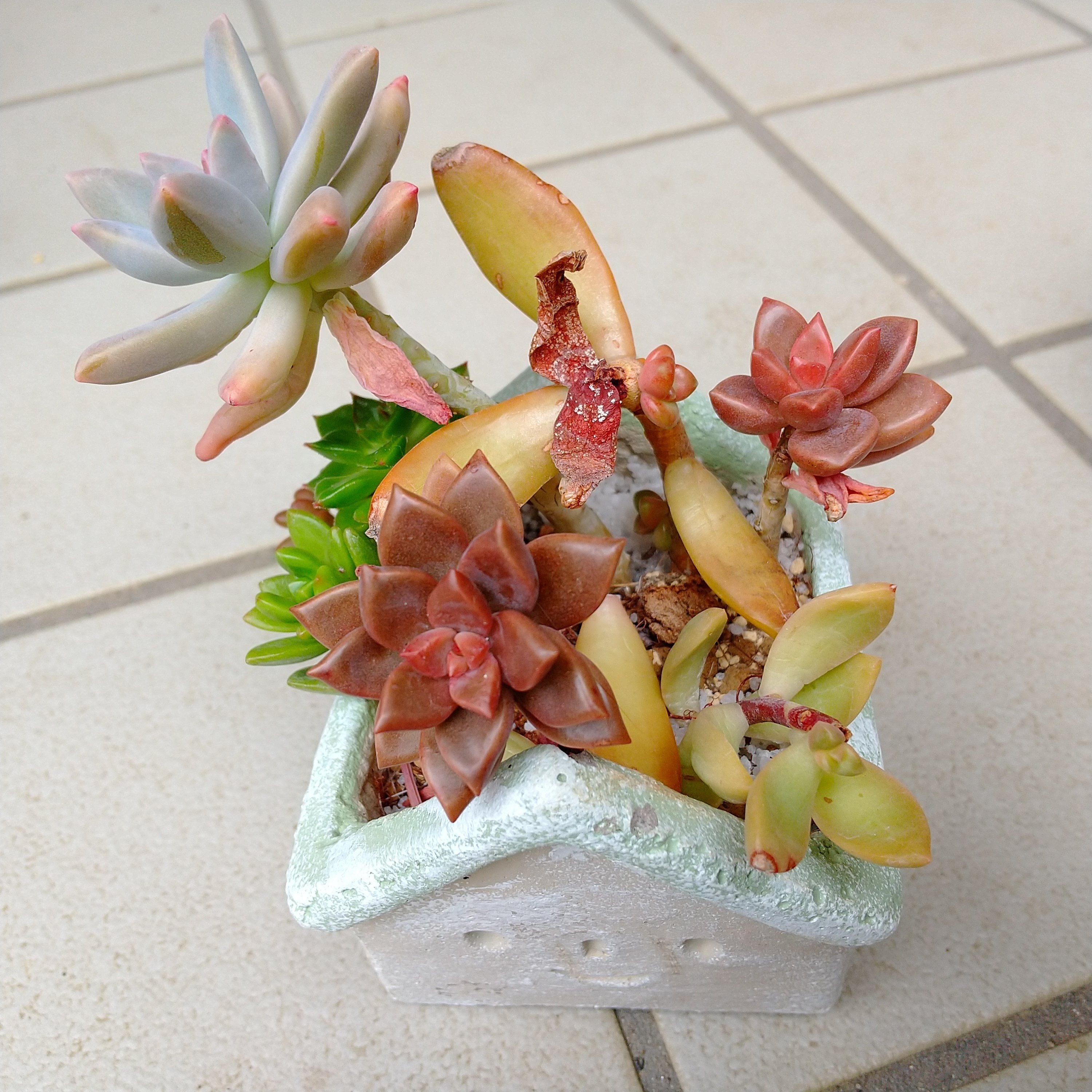 ❷現品 9cmポットごと発送❤アロマティカス 桜色カリシア 多肉植物寄せ植え ➁現品 9cmポットごと発送❤アロマティカス 桜色カリシア 多肉植物寄せ植え
