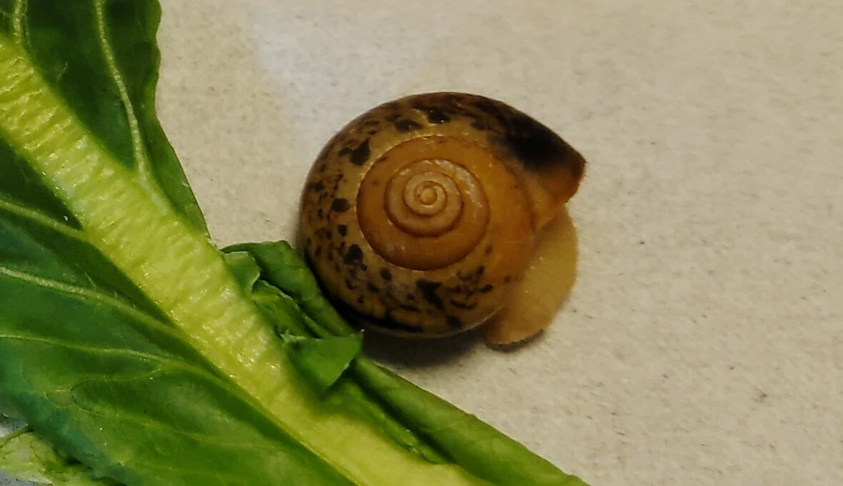 カタツムリ🐌増築?殻が大きくなってしまった|いふ!