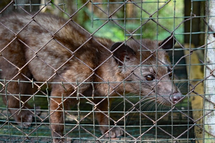 バリ島の旅の記録*2019年--Kopi Luwak, ジャコウネコのコーヒー｜える