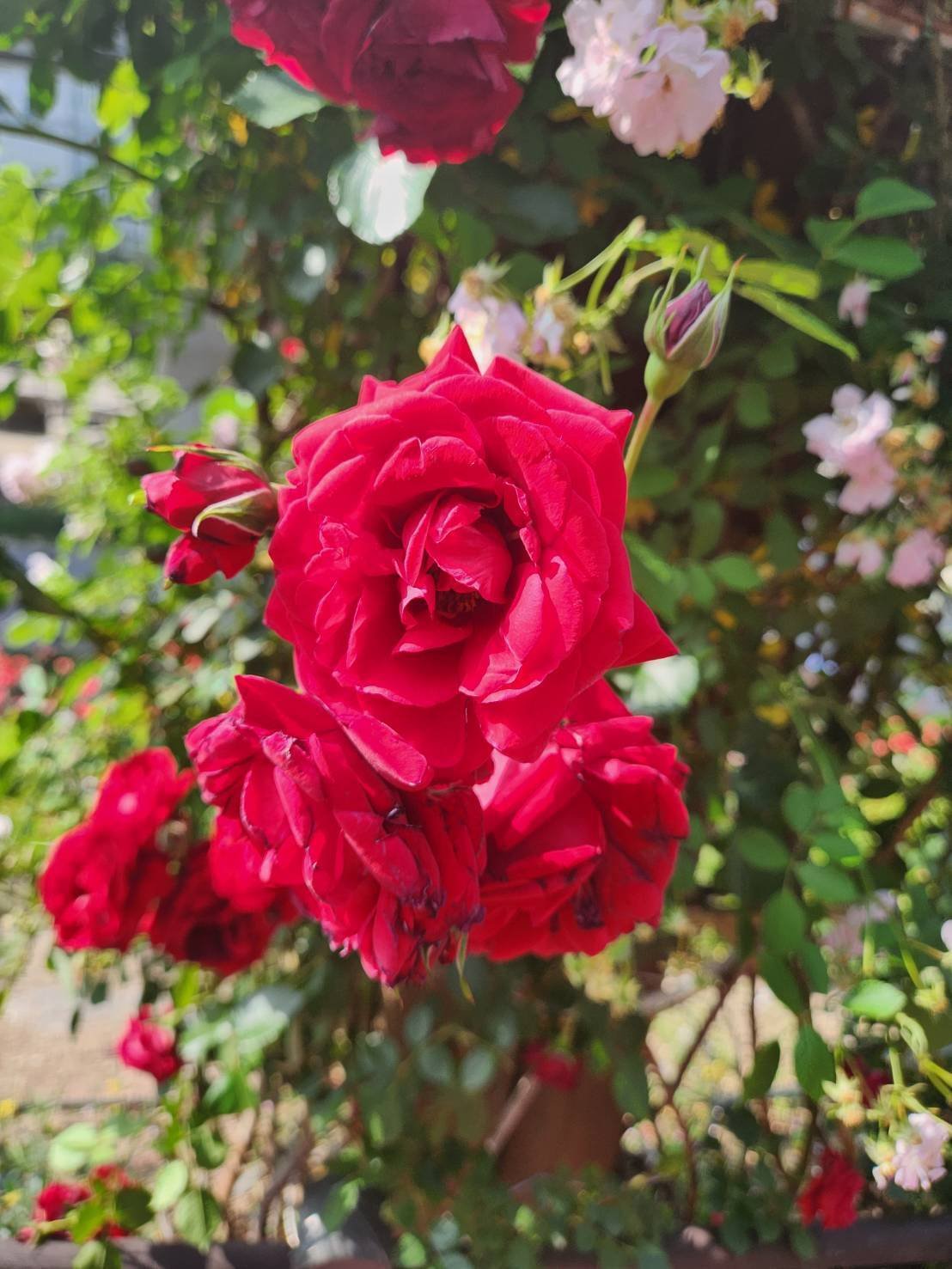 韓国】ソウルバラ🌹祭り｜アン🐰ネイティブ韓国語講師